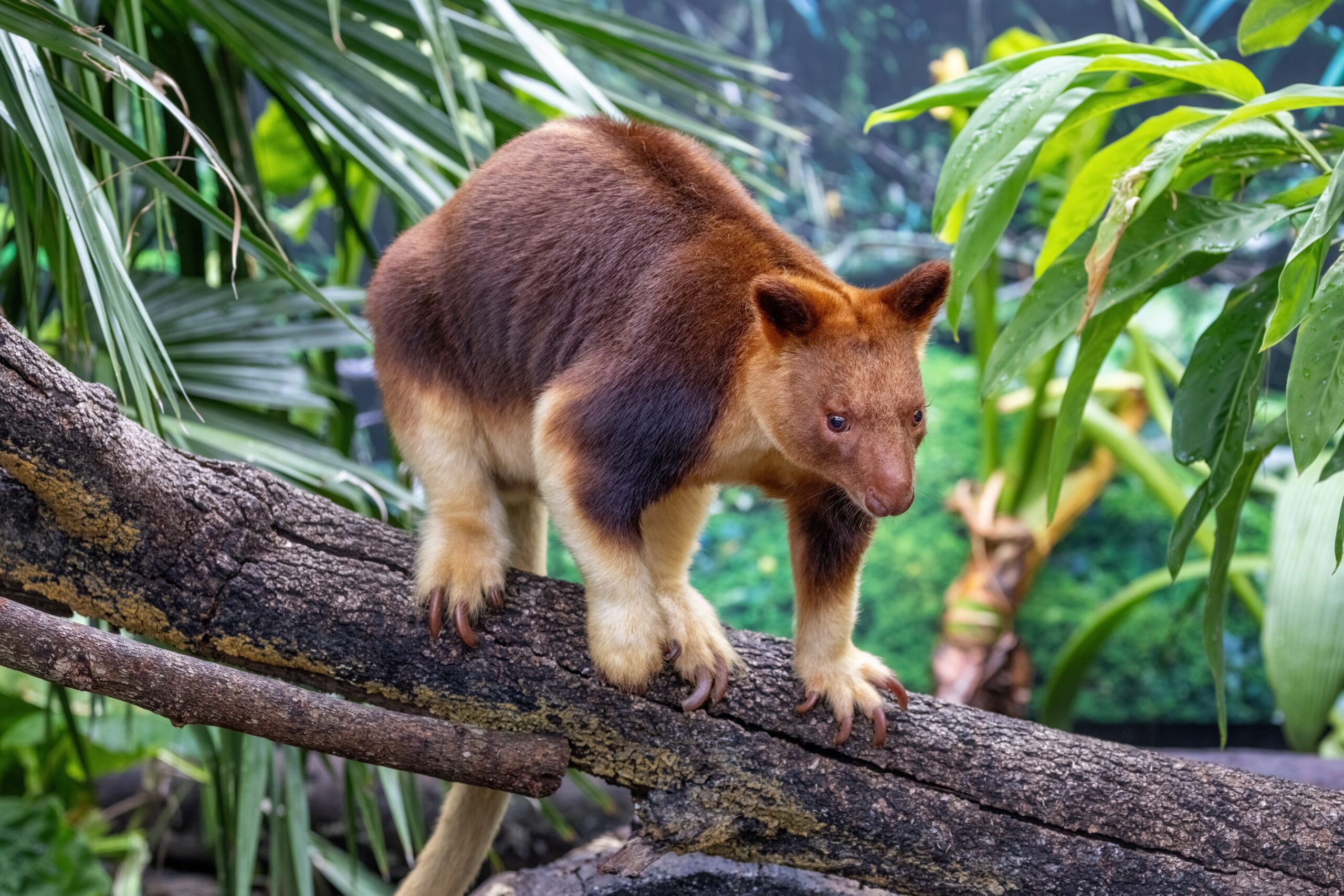 Tree Kangaroo