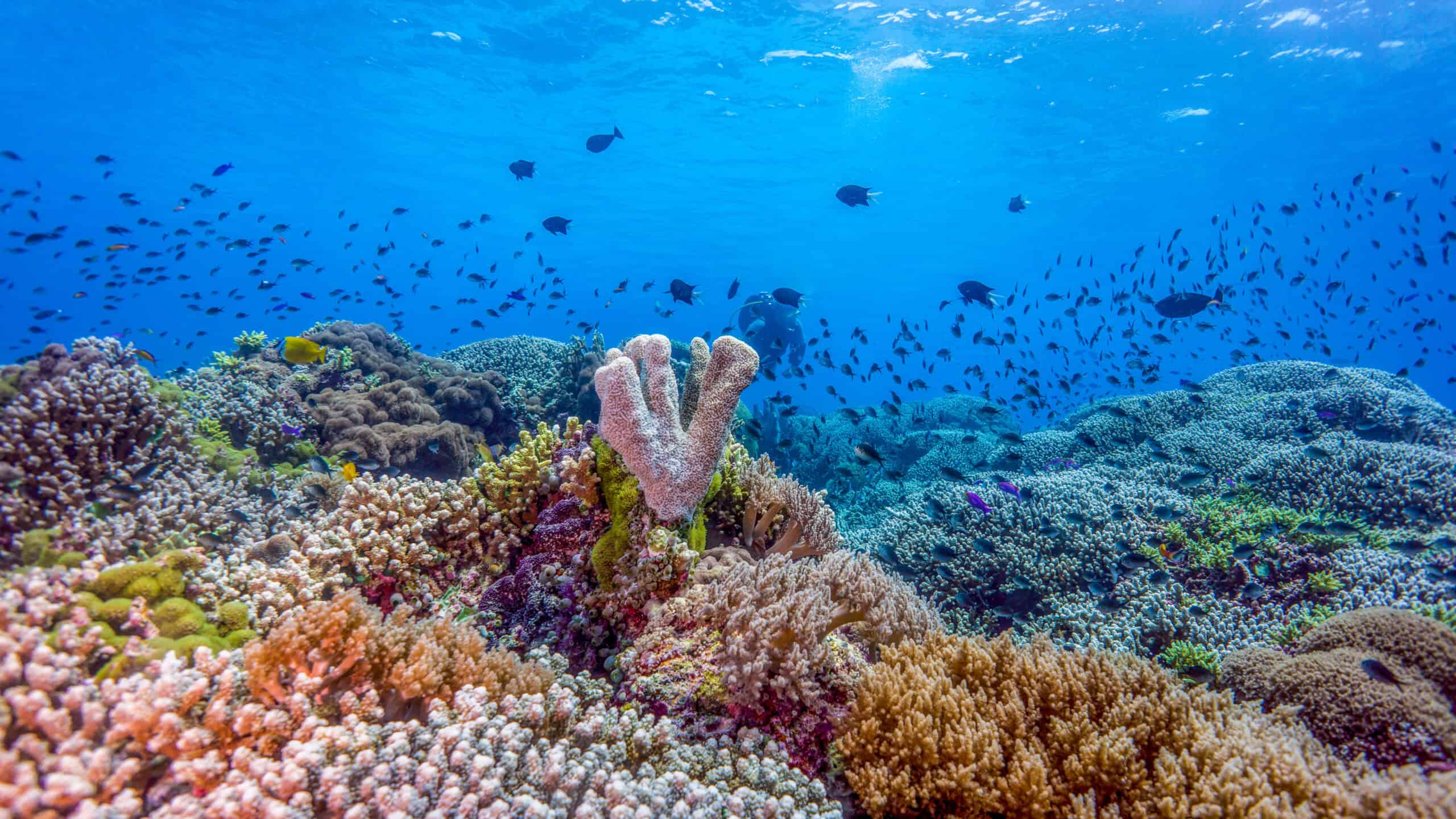 Tubbataha Reefs, Philippines