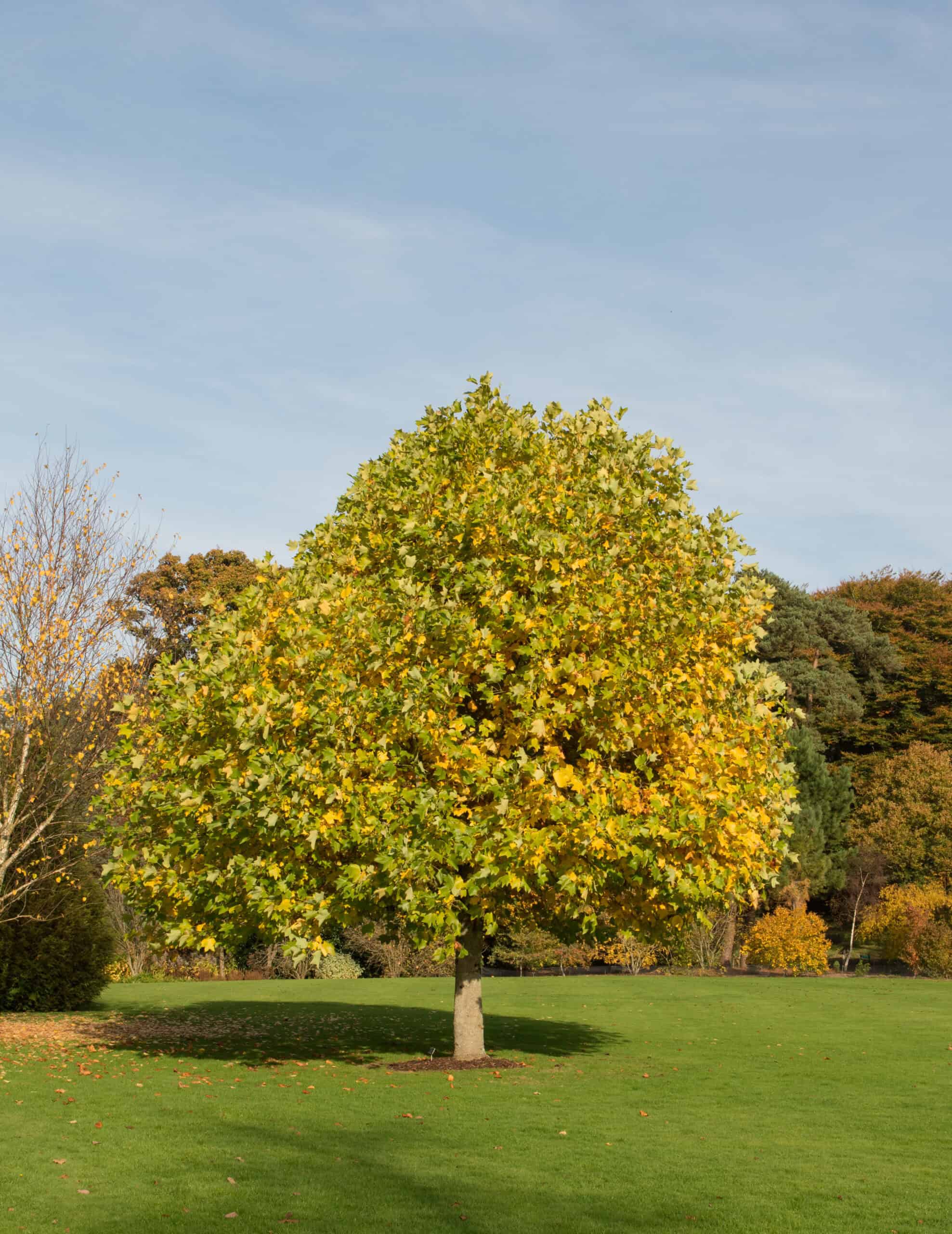 Tulip Tree (Liriodendron tulipifera)