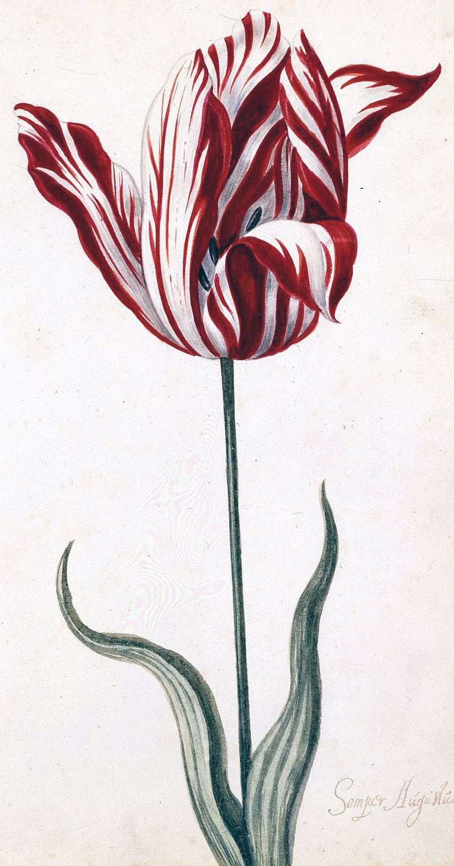 Tulipa 'Semper Augustus' bulb