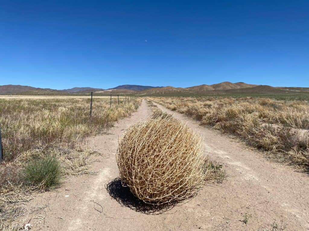 Tumbleweed