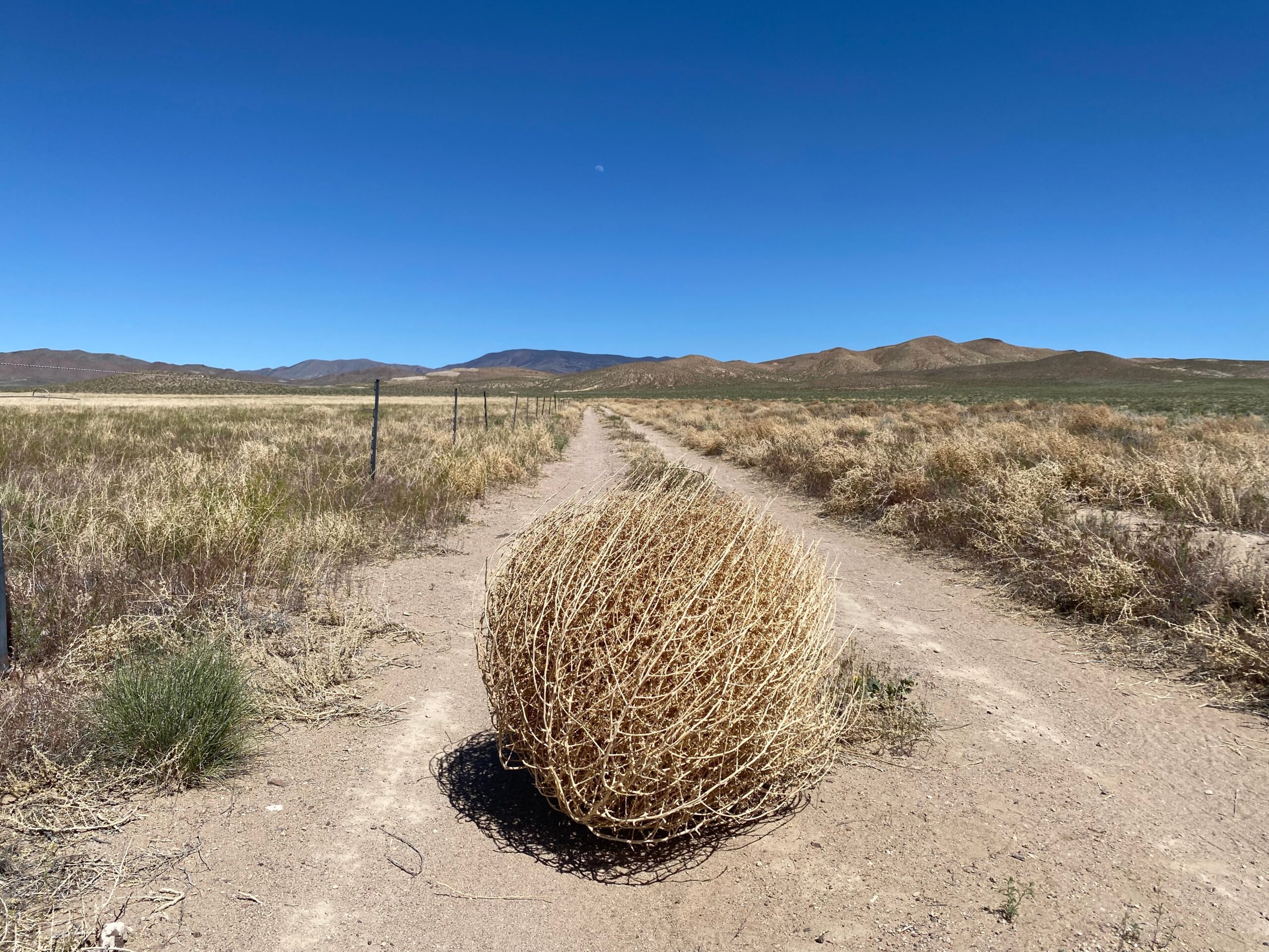 Tumbleweed