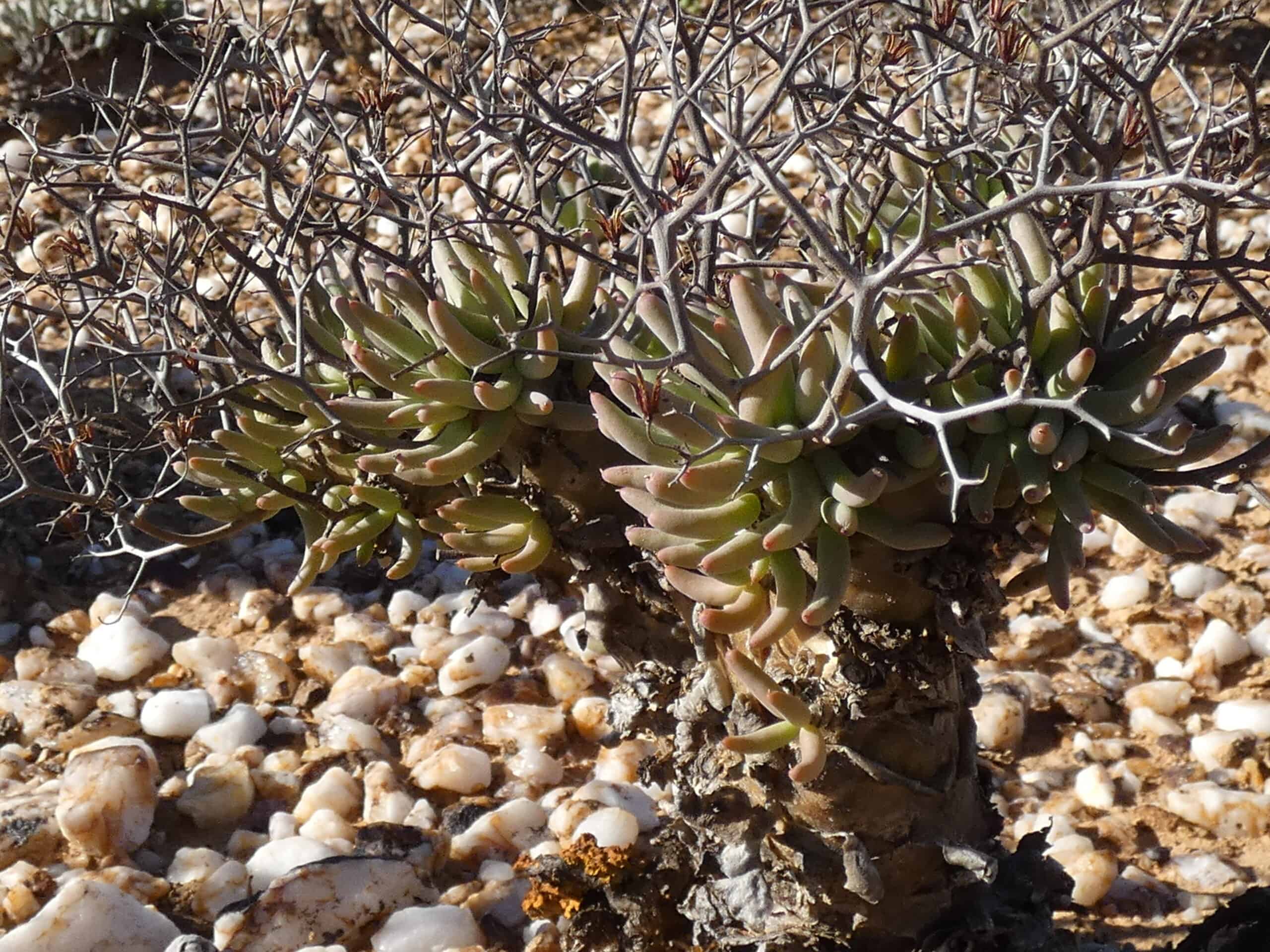 Tylecodon reticulatus 