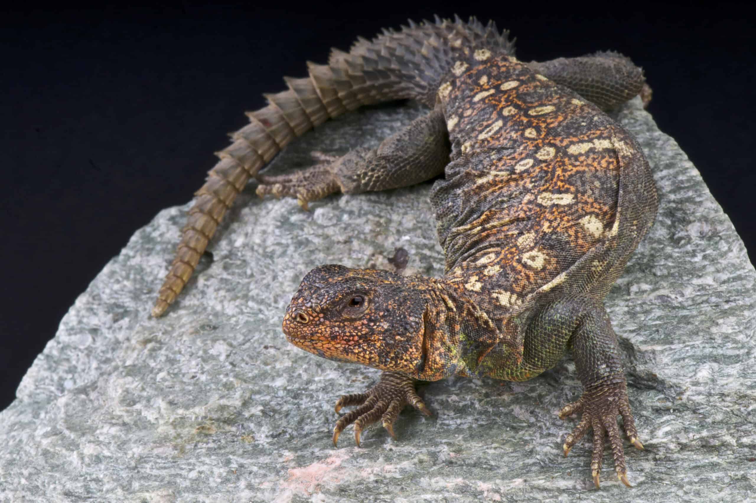 Uromastyx (Uromastyx spp.)