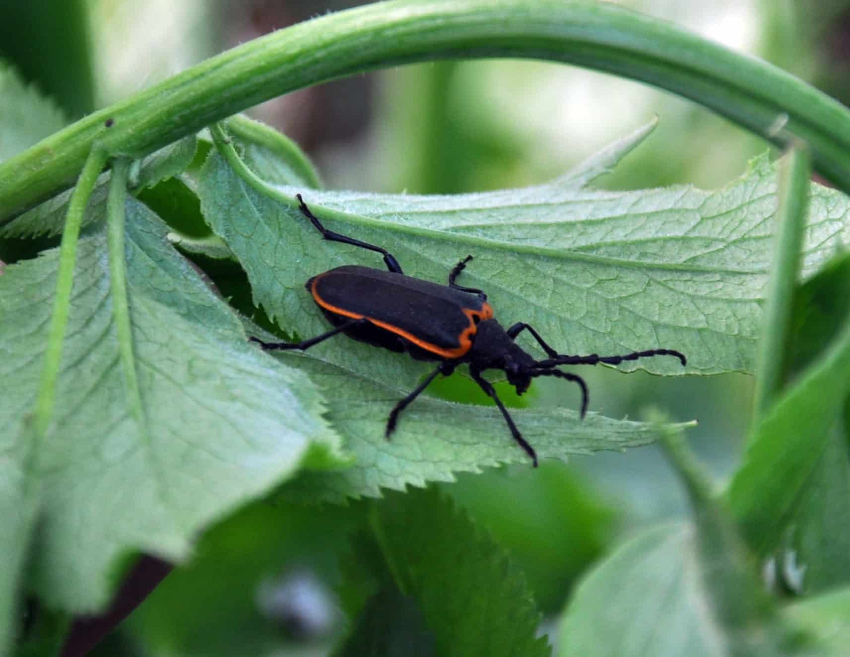 Valley Elderberry Longhorn Beetle