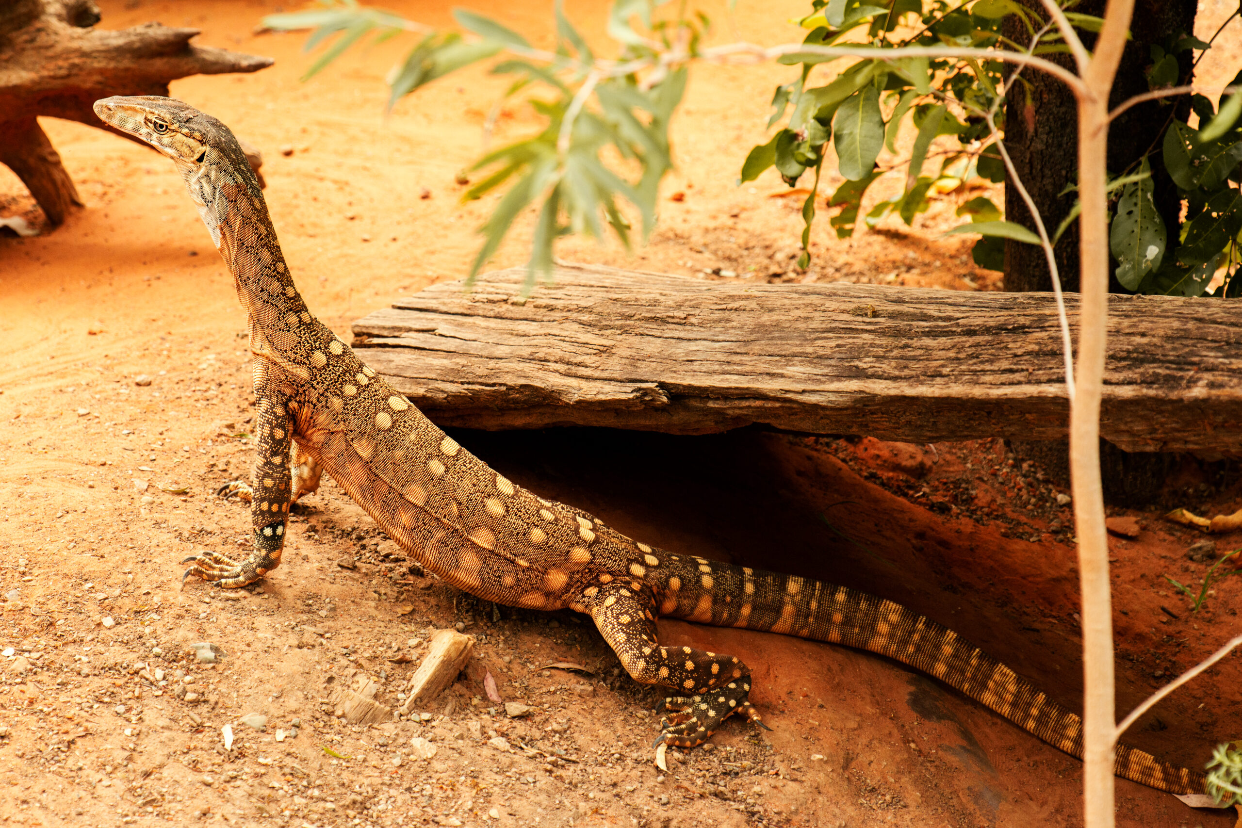 Perentie (Varanus giganteus)