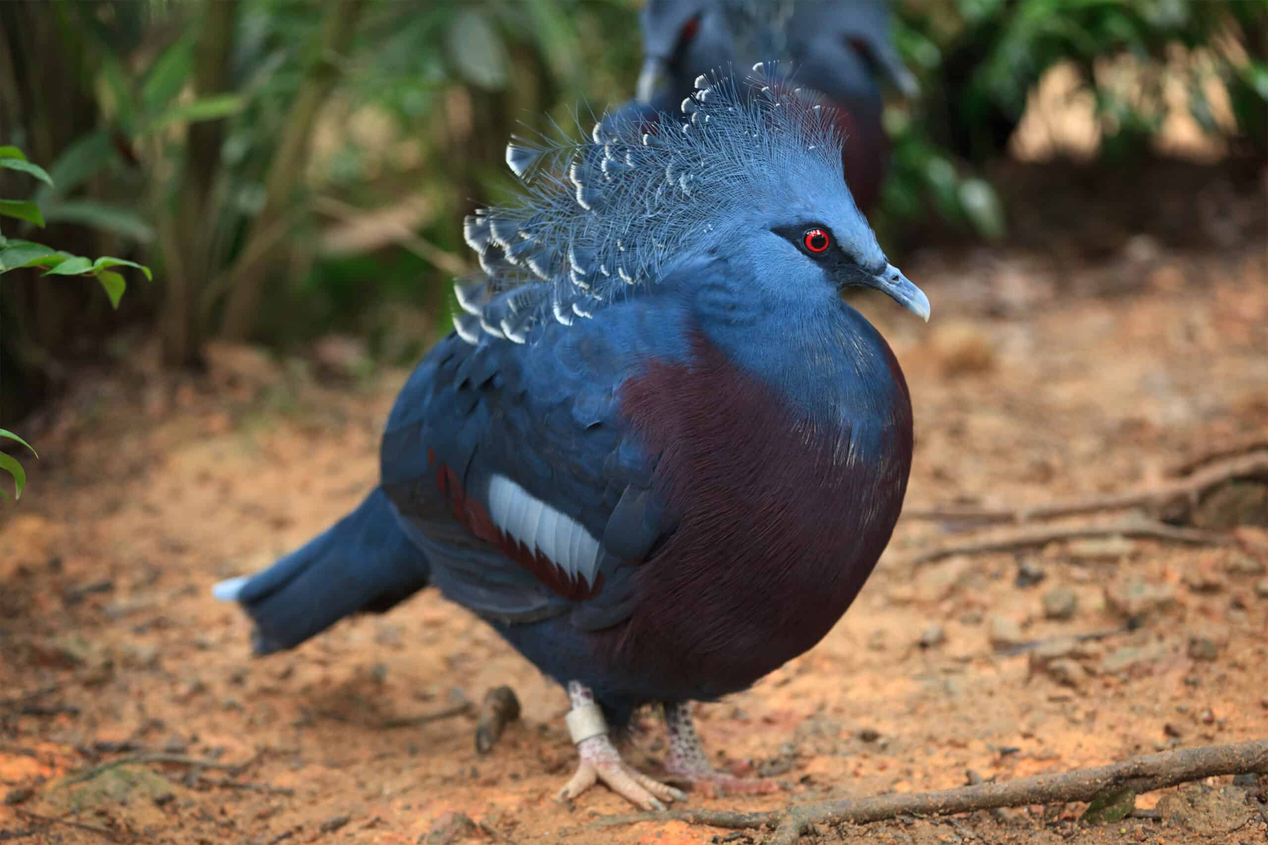 Victoria Crowned Pigeon