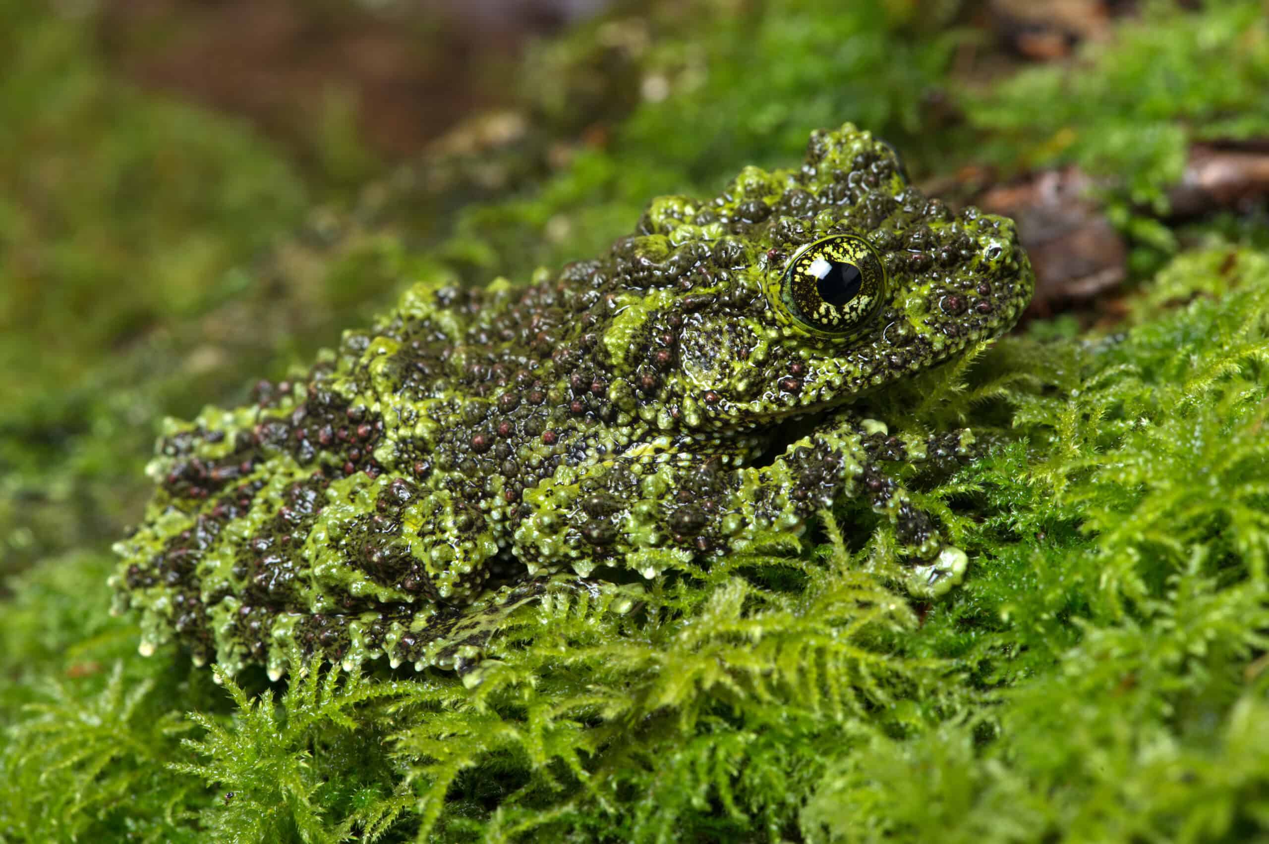 Vietnamese Mossy Frog