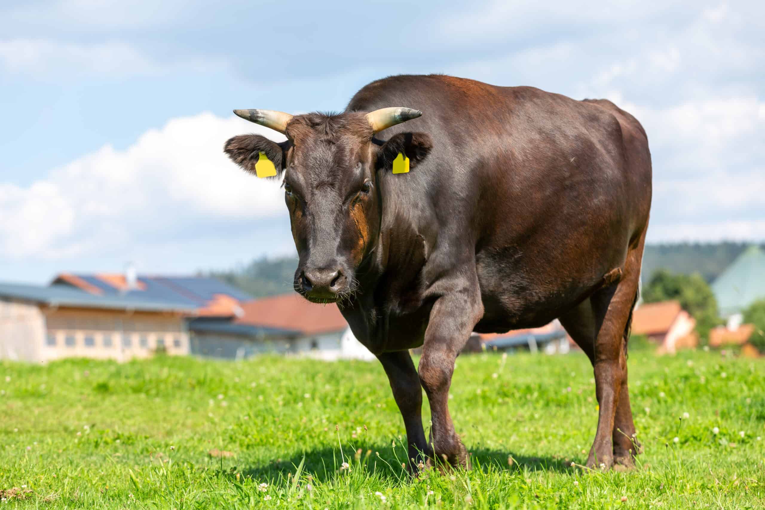 Wagyu Cattle