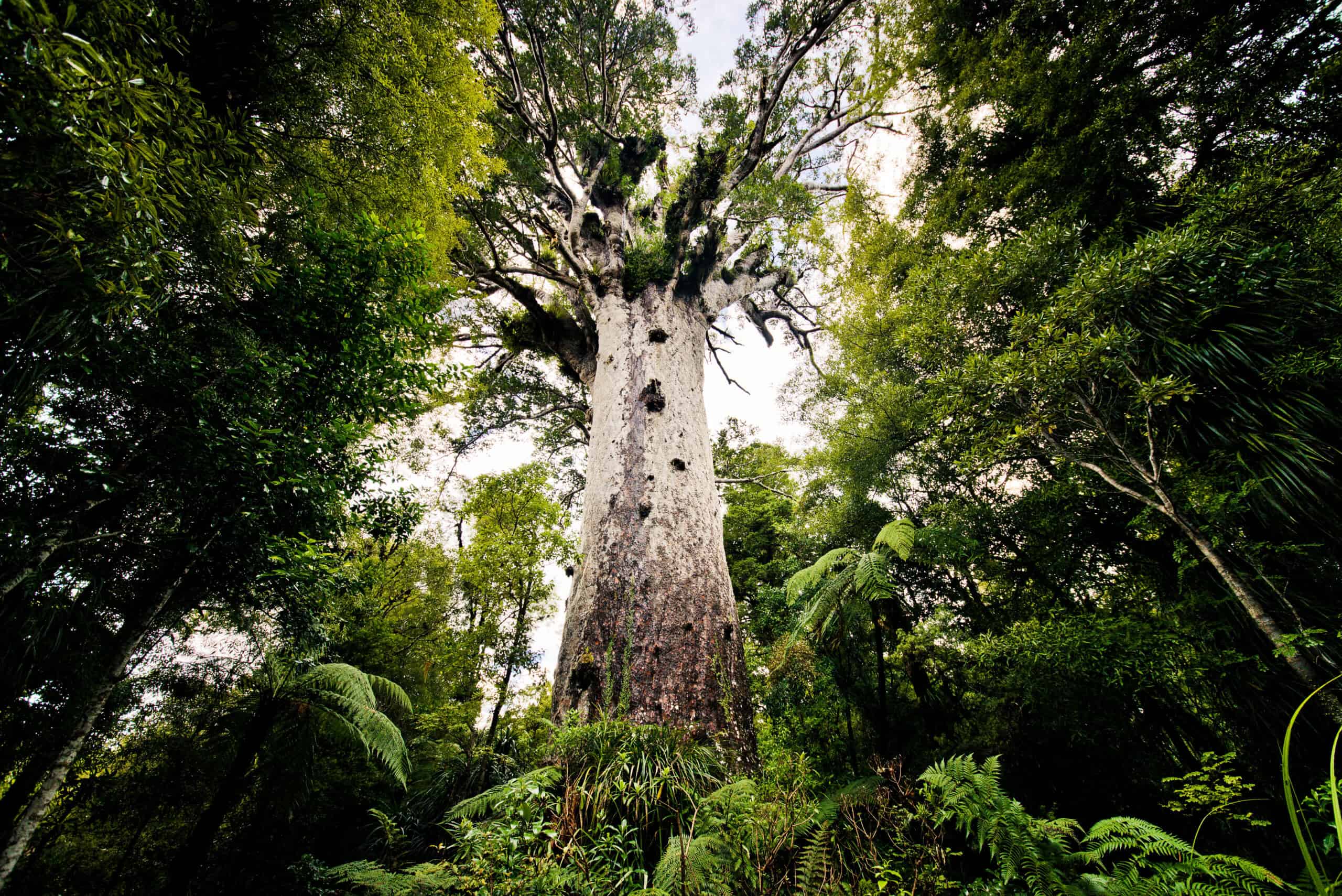 Waipoua Forest, New Zealand