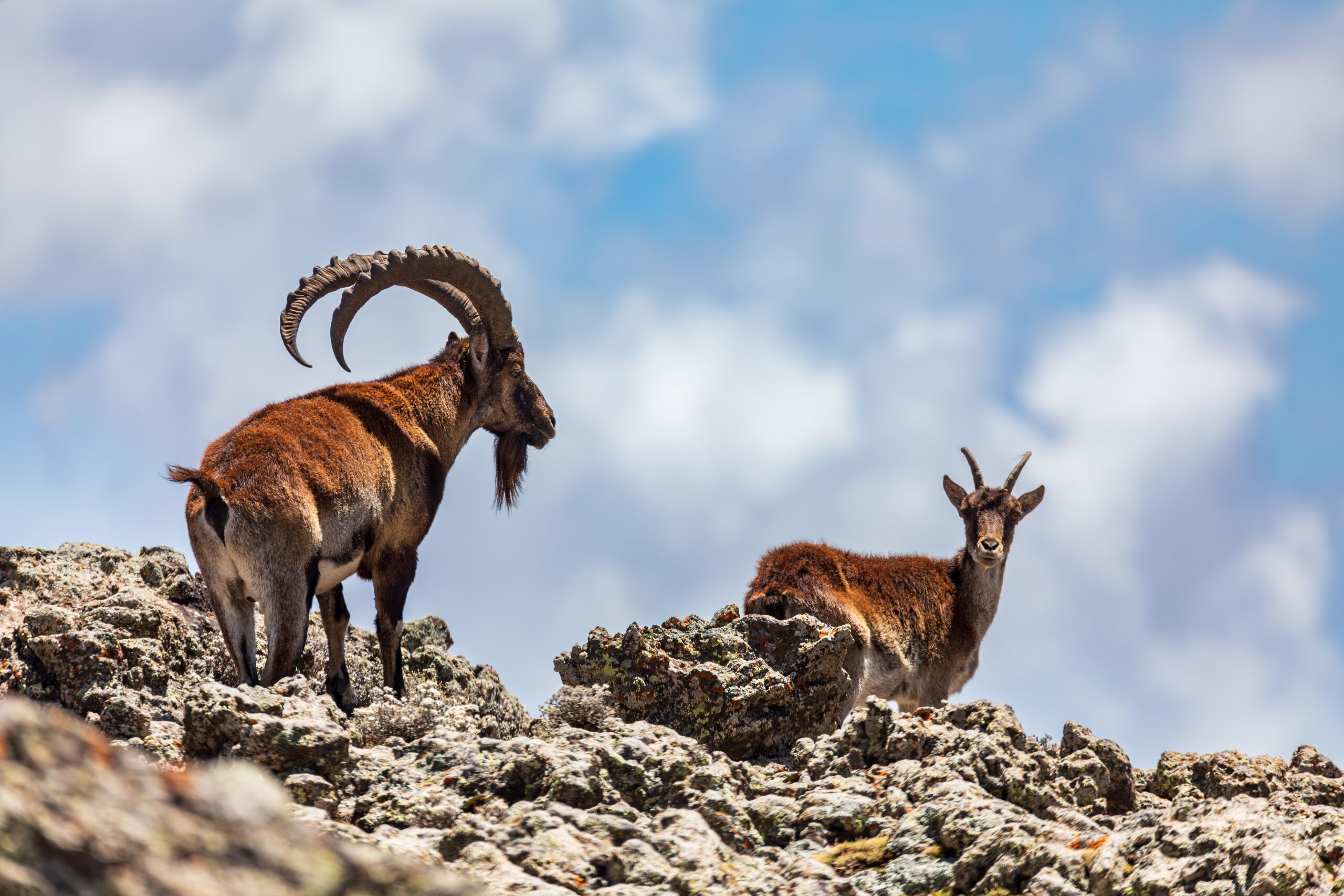 Walia Ibex in Ethiopia