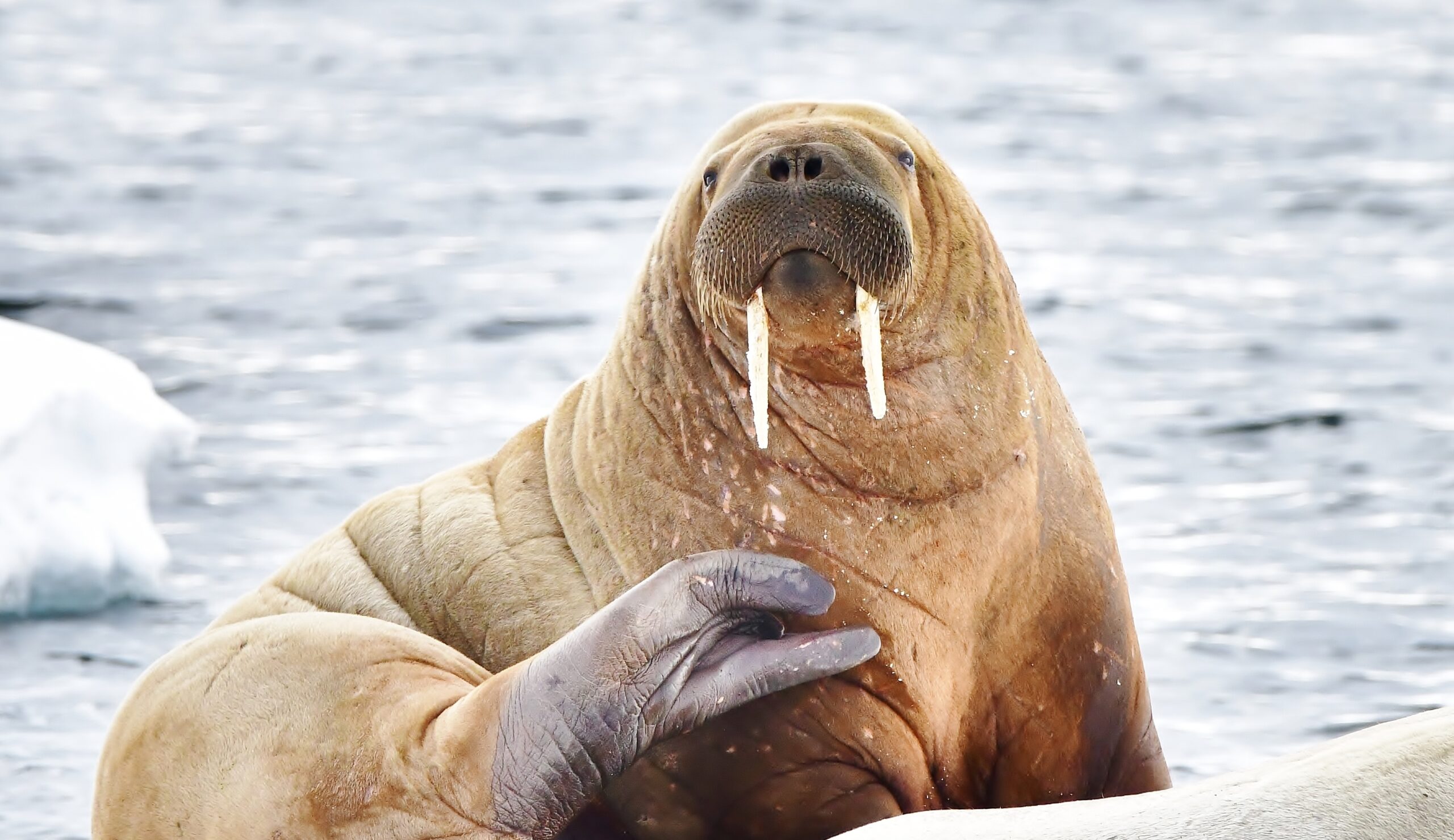 Walrus