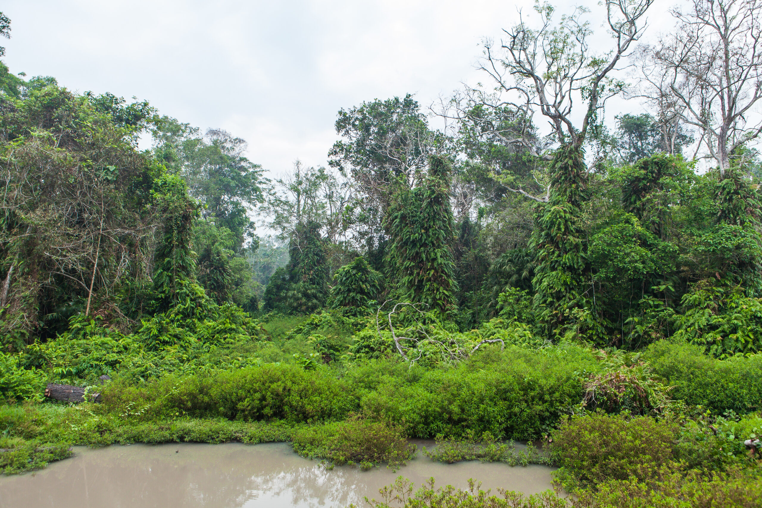 Wasur National Park, Indonesia