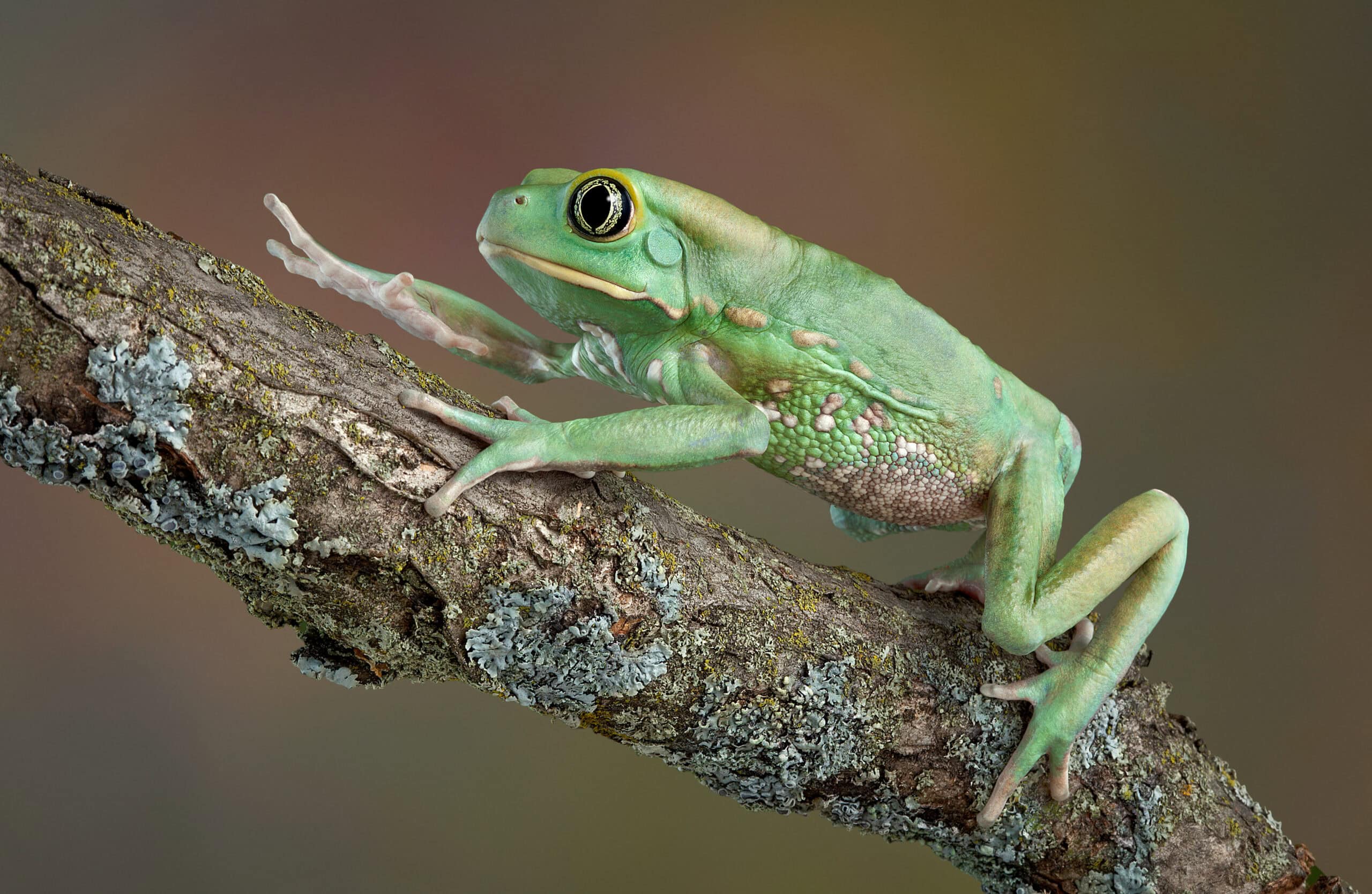 Waxy Monkey Tree Frog