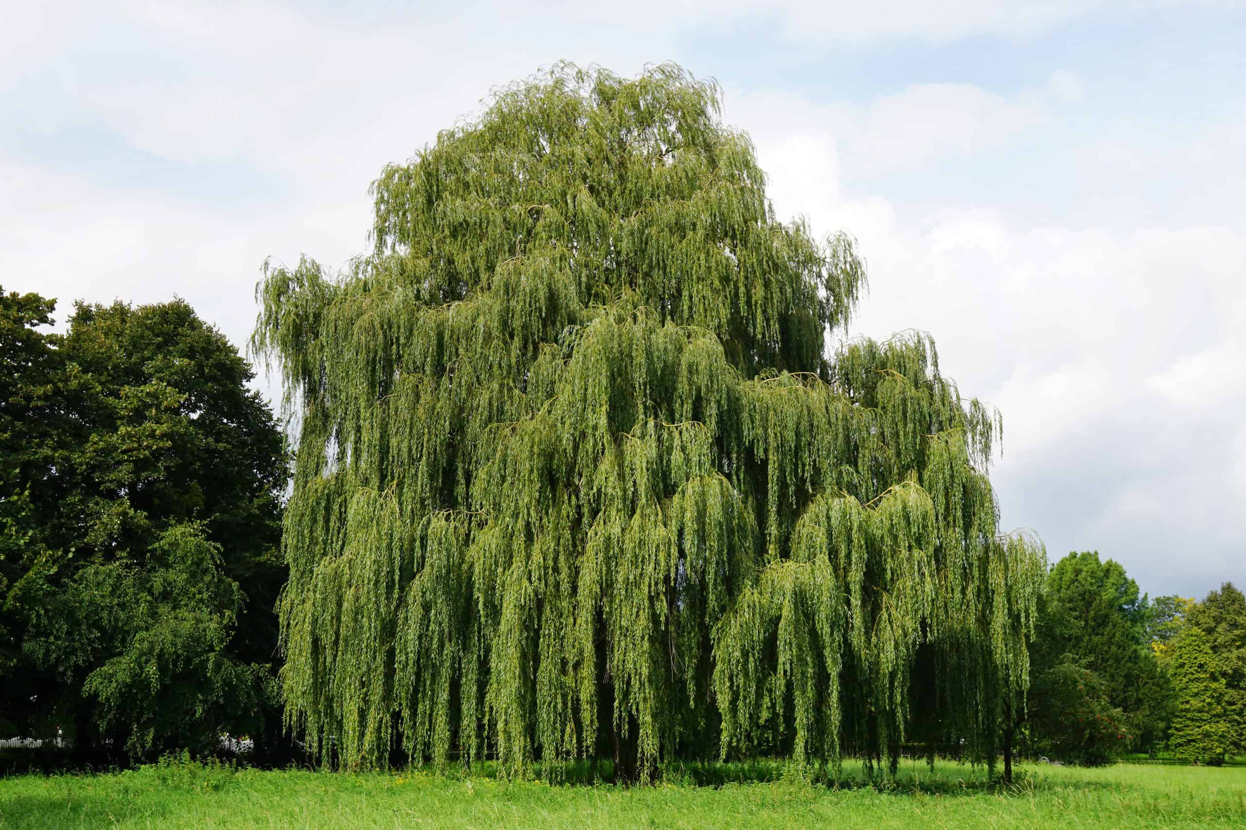 Weeping Willow (Salix babylonica)