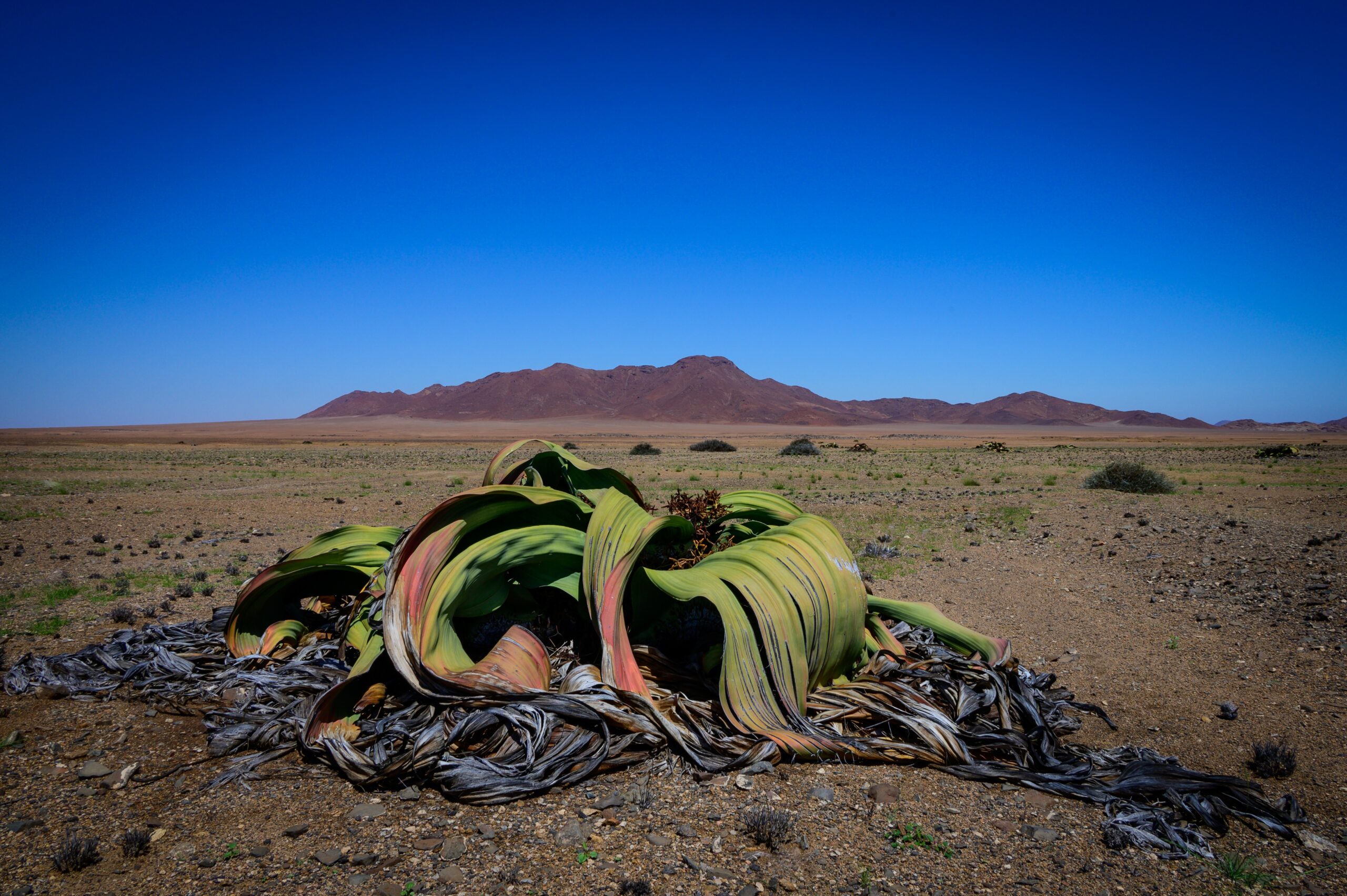 Welwitschia mirabilis