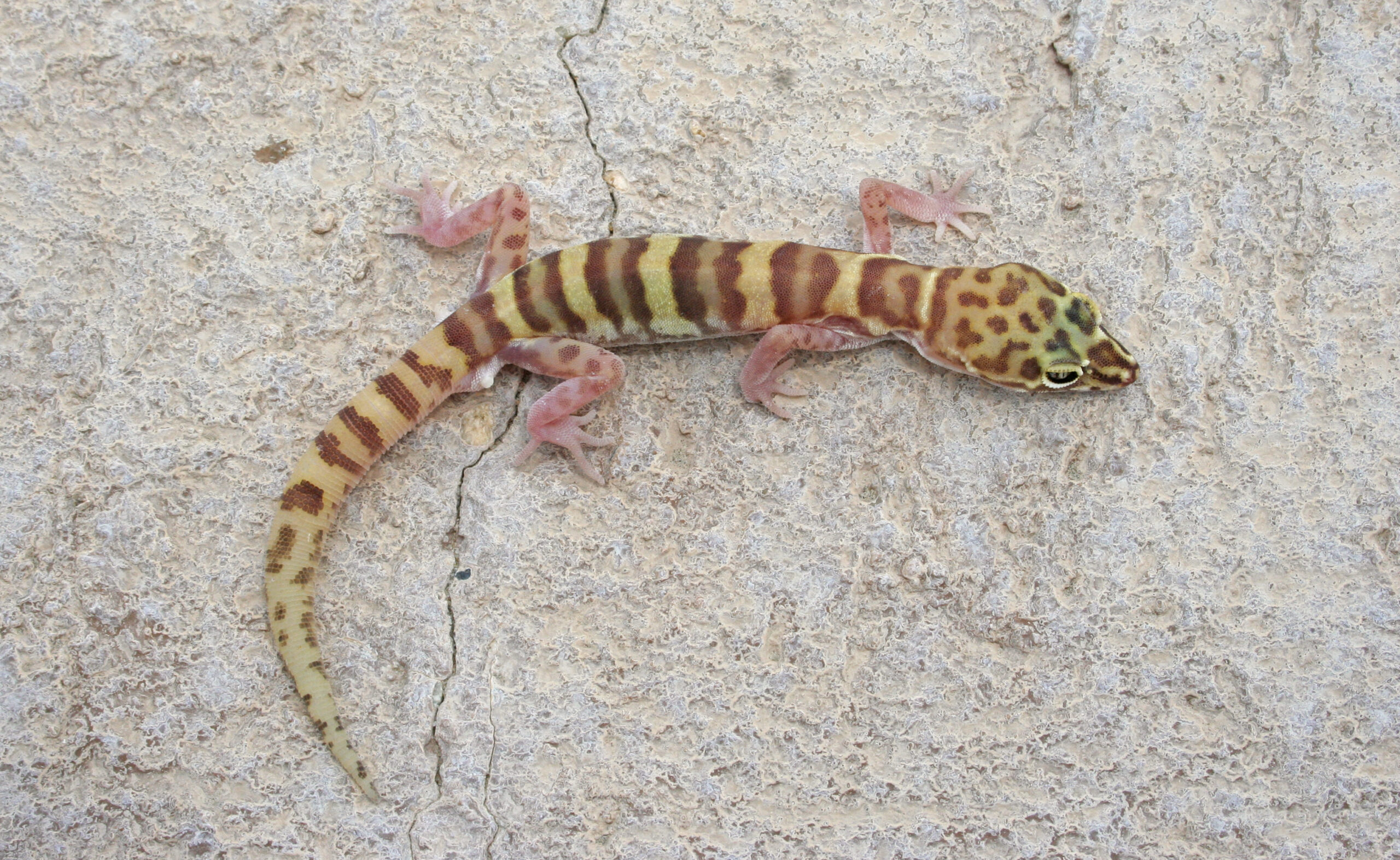 Western Banded Gecko (Coleonyx variegatus)