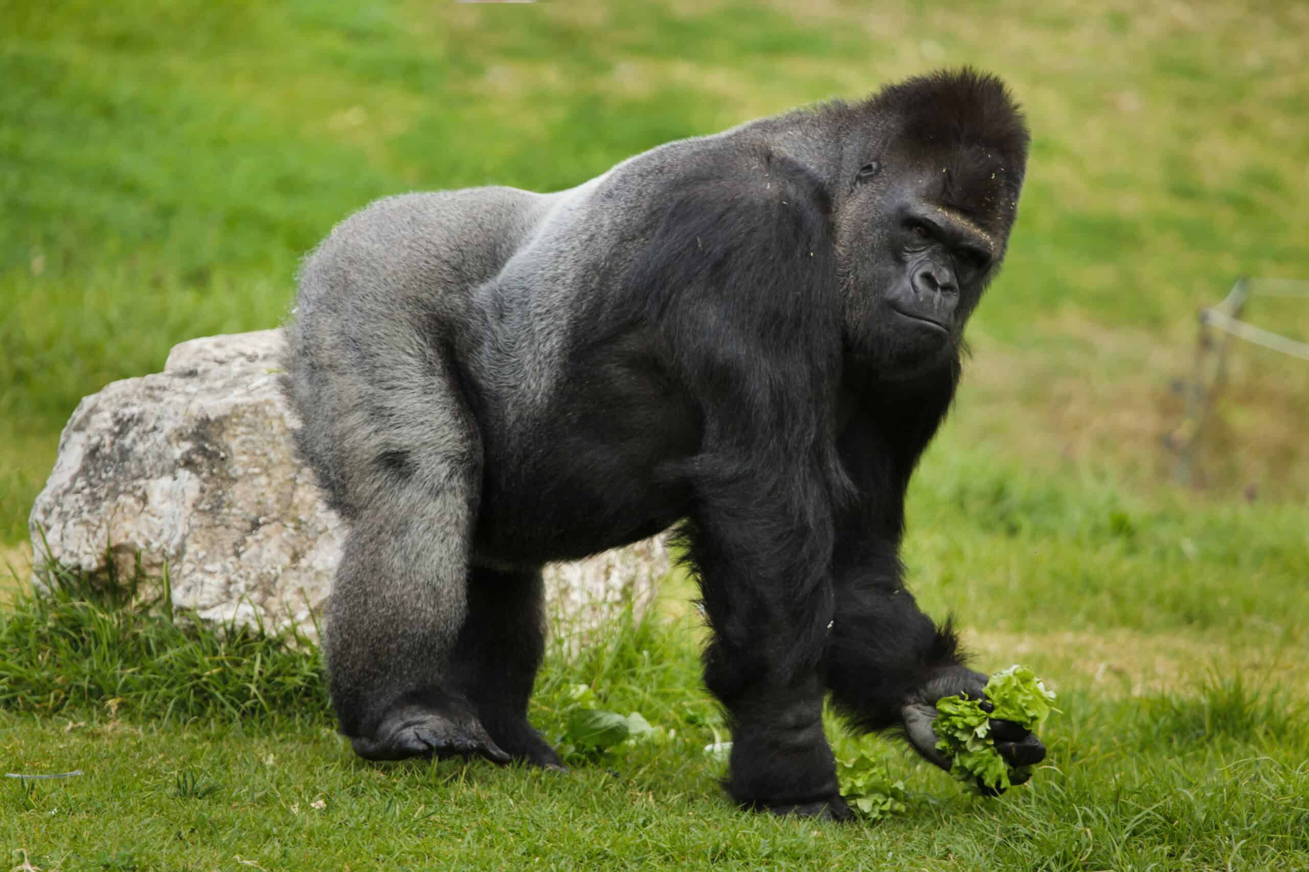 Western Lowland Gorilla