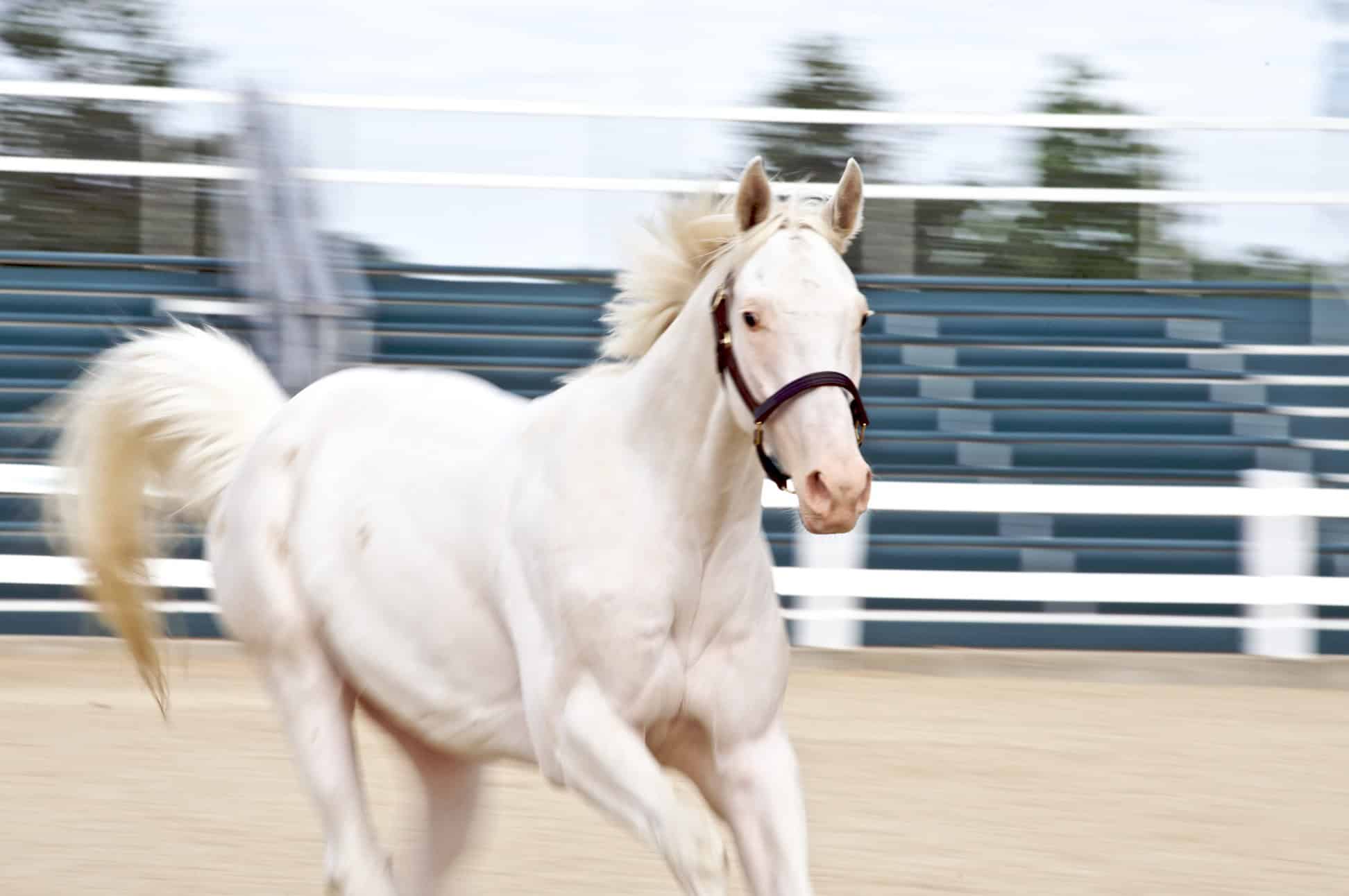 White Thoroughbred Horse