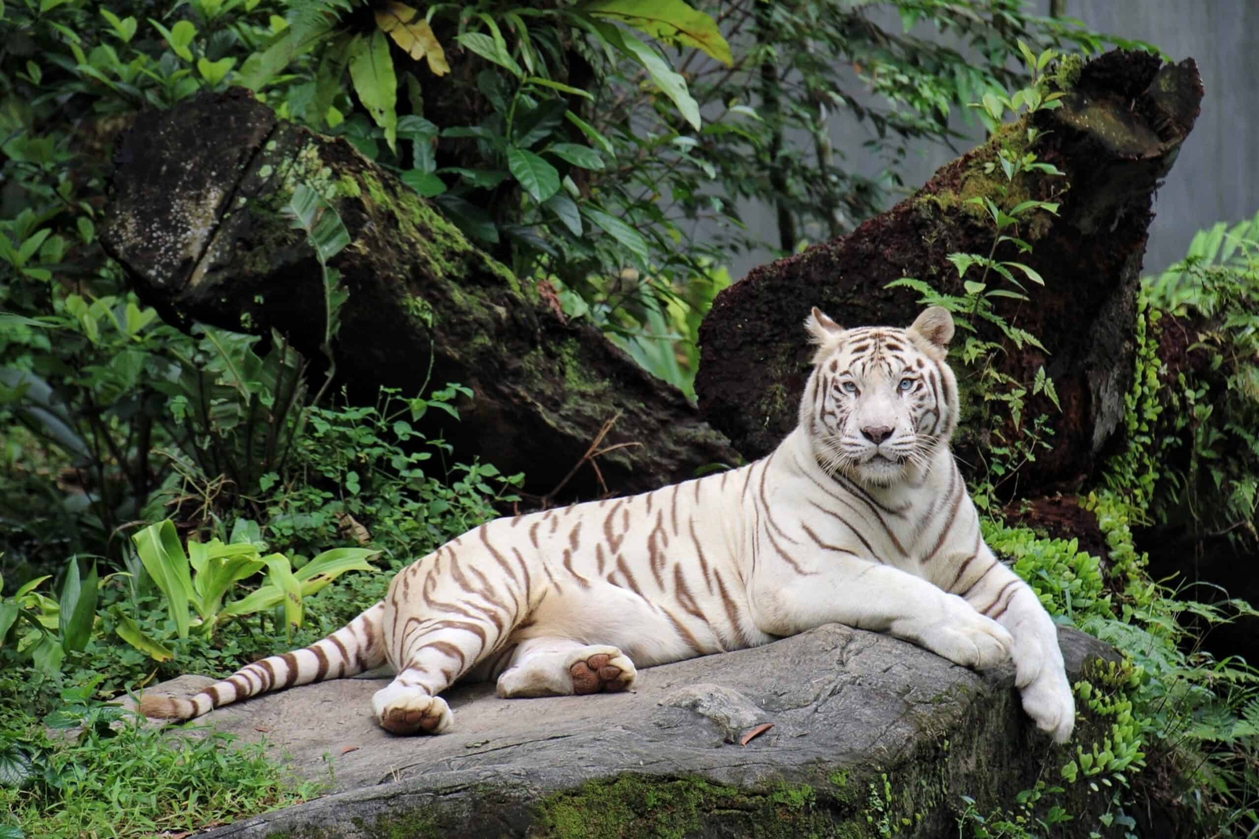 White Tiger