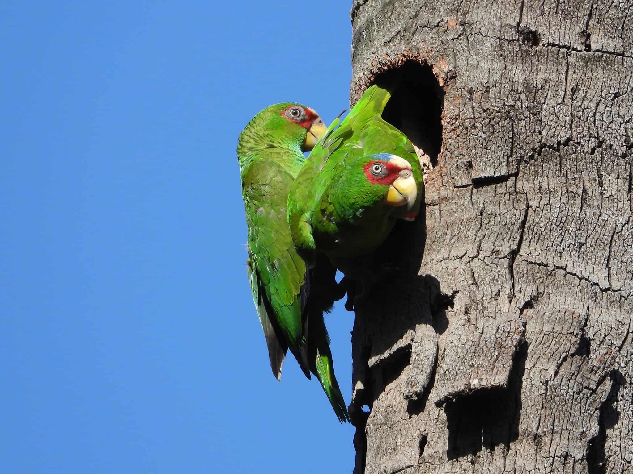 White-fronted Parrot