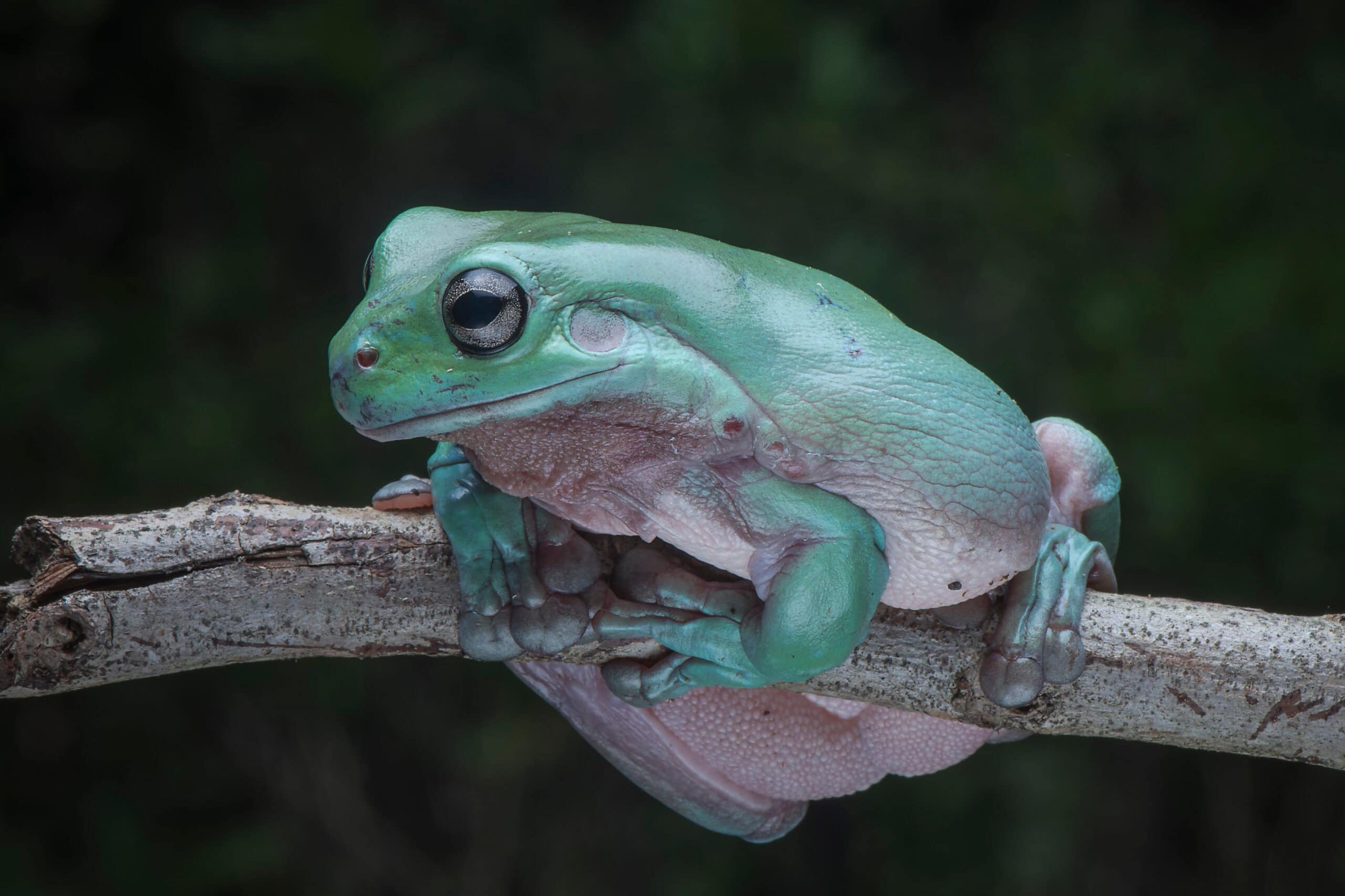 White's Tree Frog (Dumpy Tree Frog)