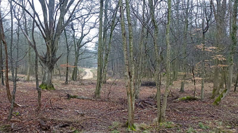 Wychwood Forest, England