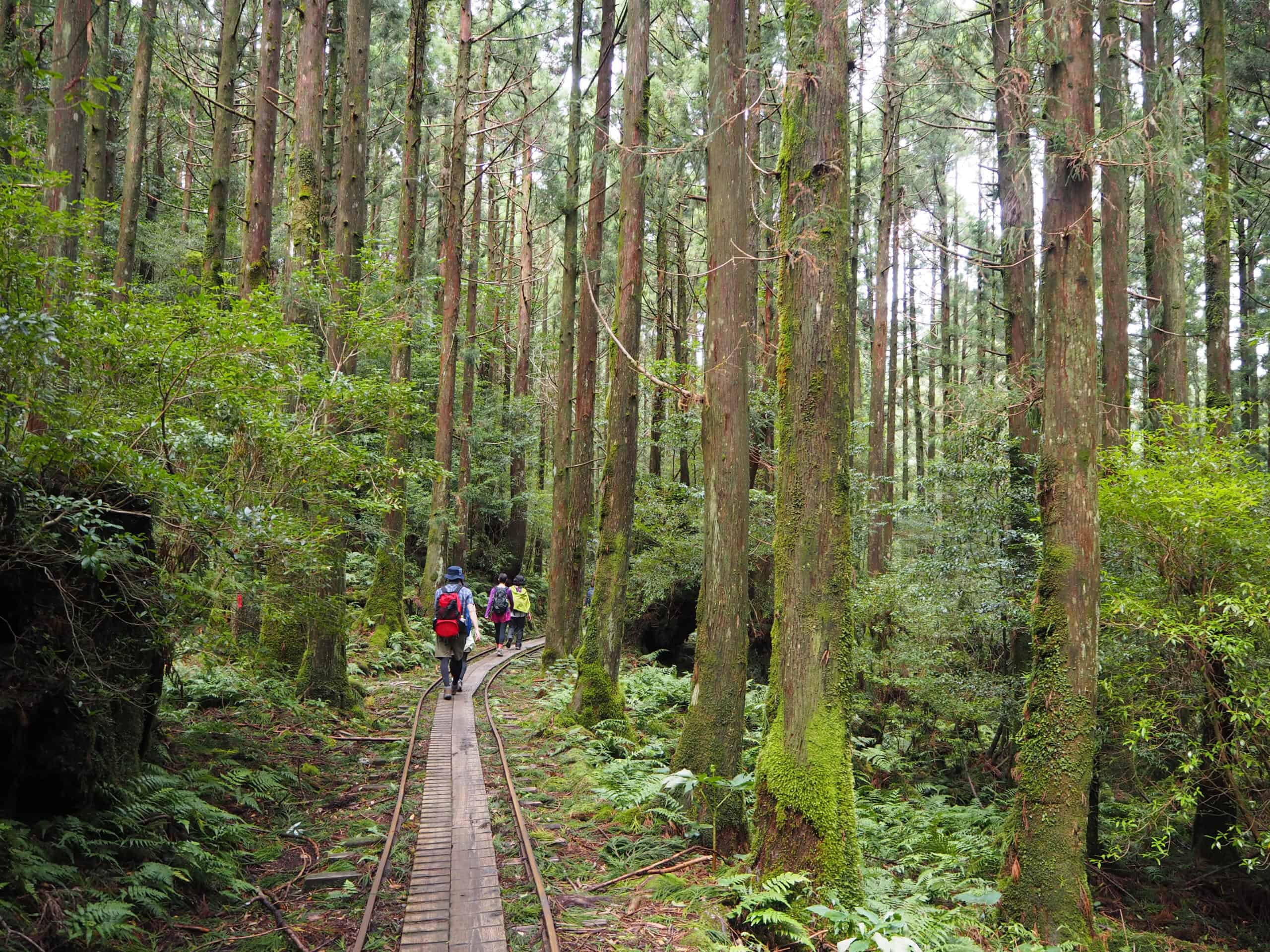 Yakushima Forest, Japan