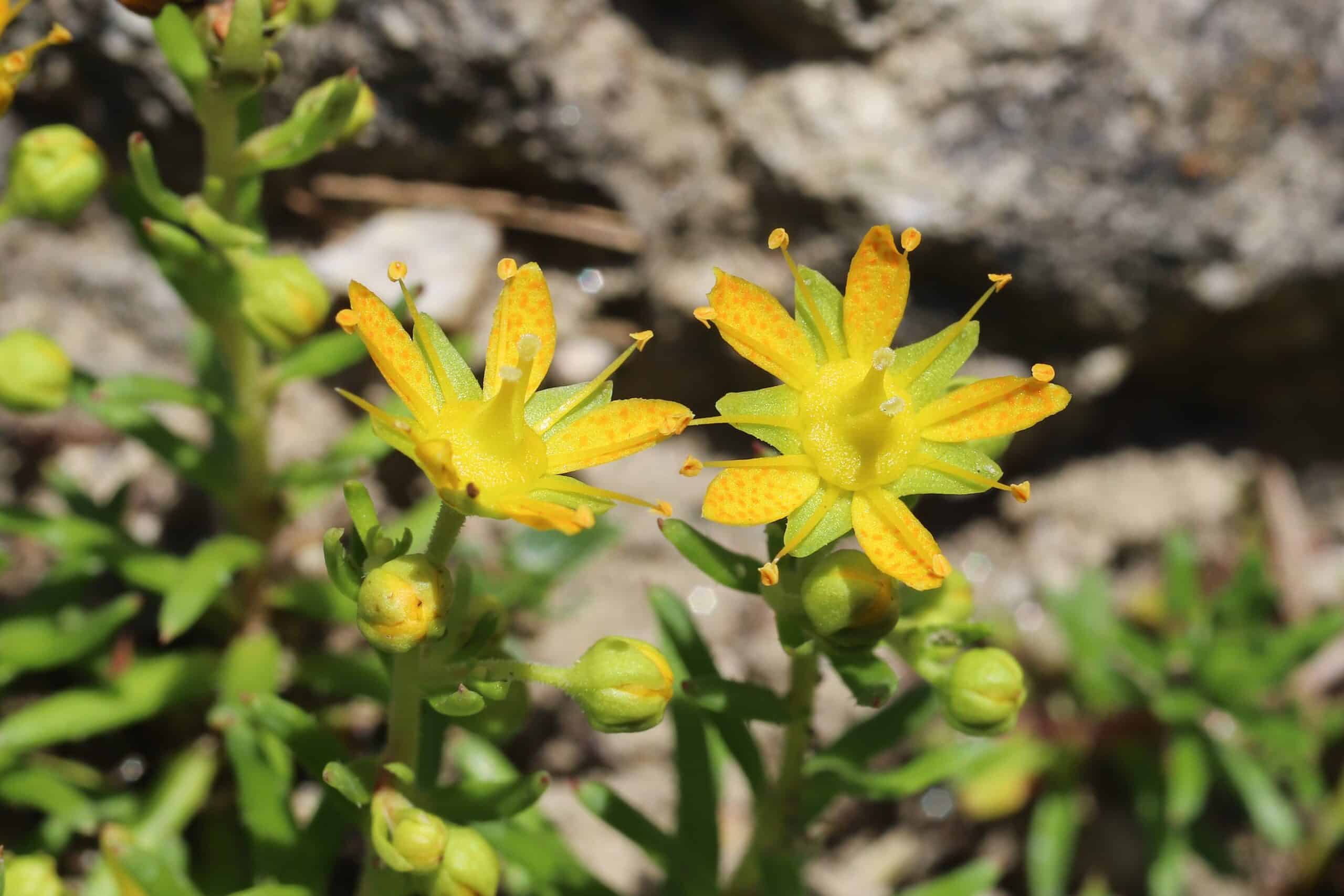 Yellow Saxifrage