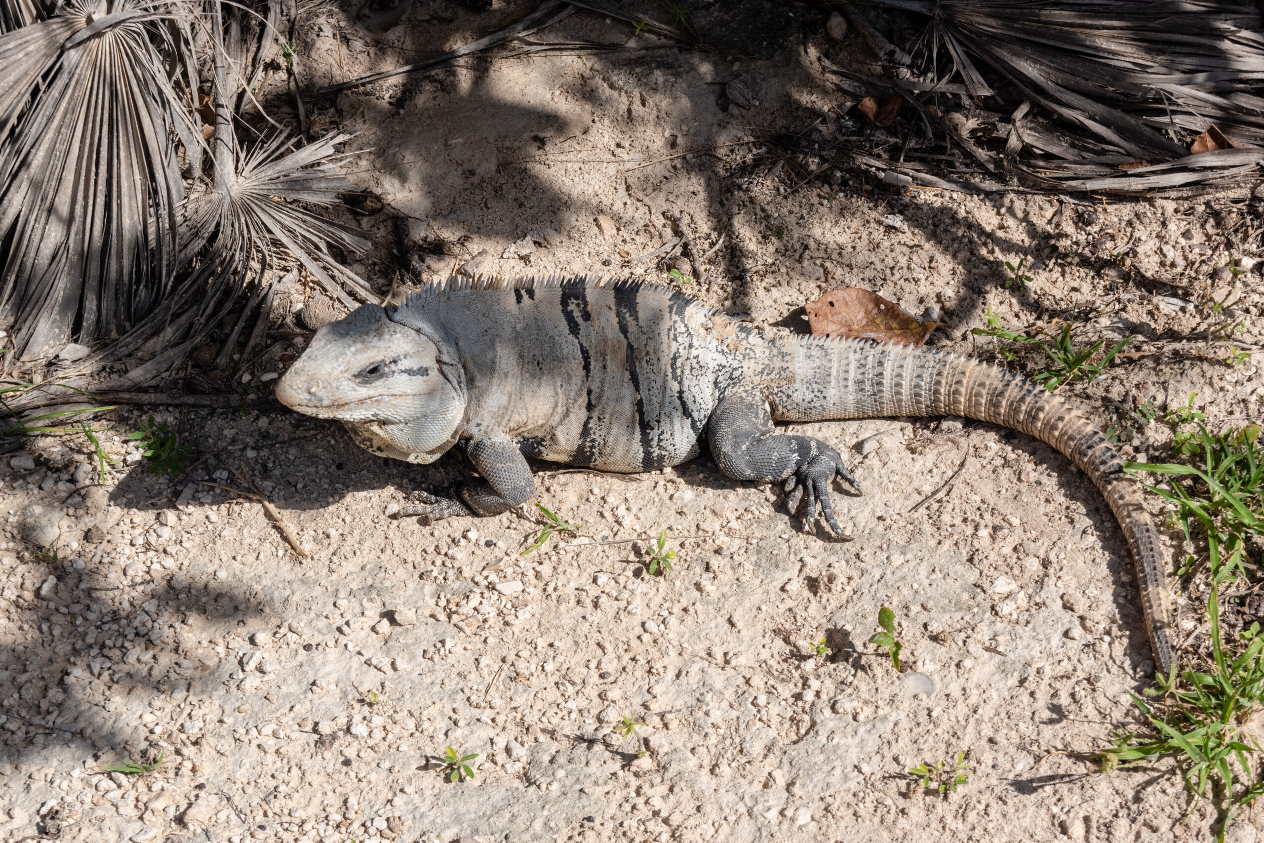 Yucatán spiny-tailed iguana