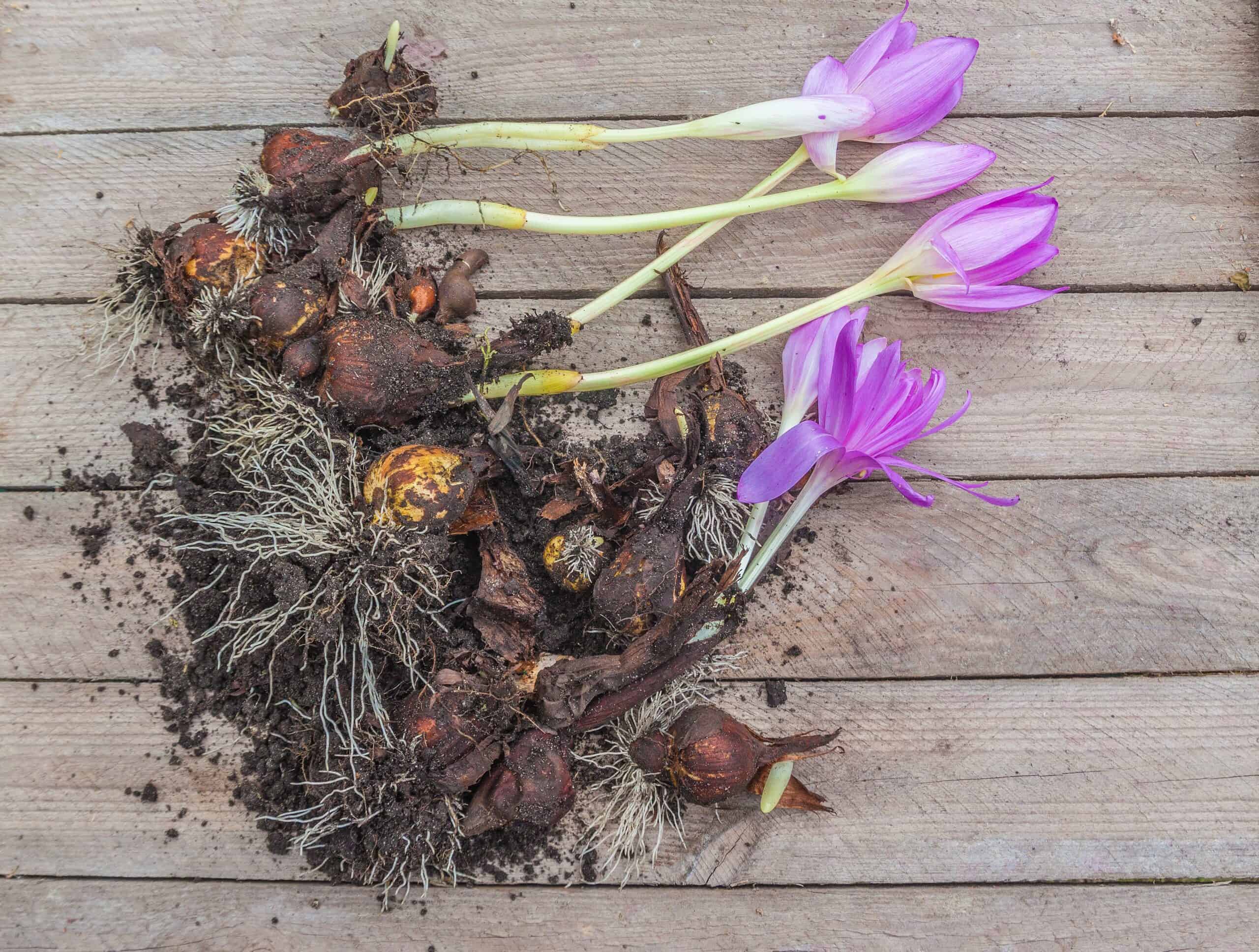 colchicum waterlily bulb