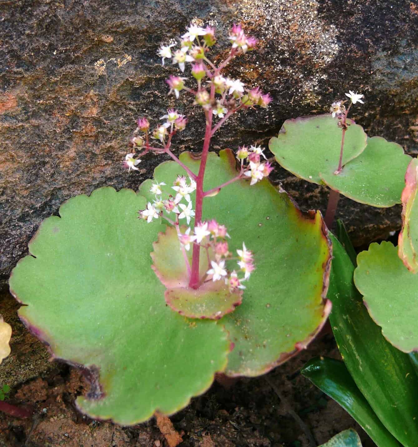 crassula umbella (wine cup)