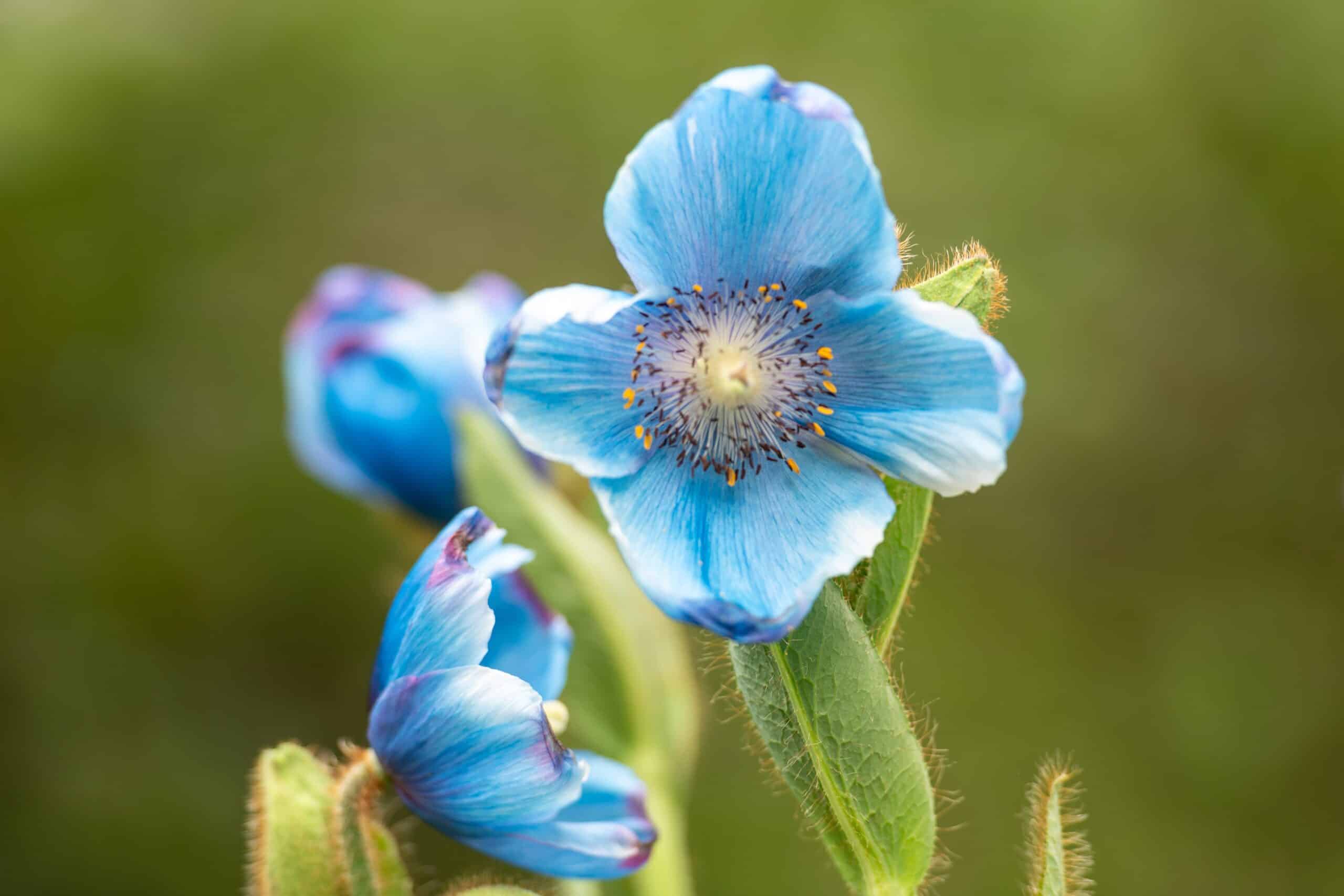 himalayan blue poppy bulb