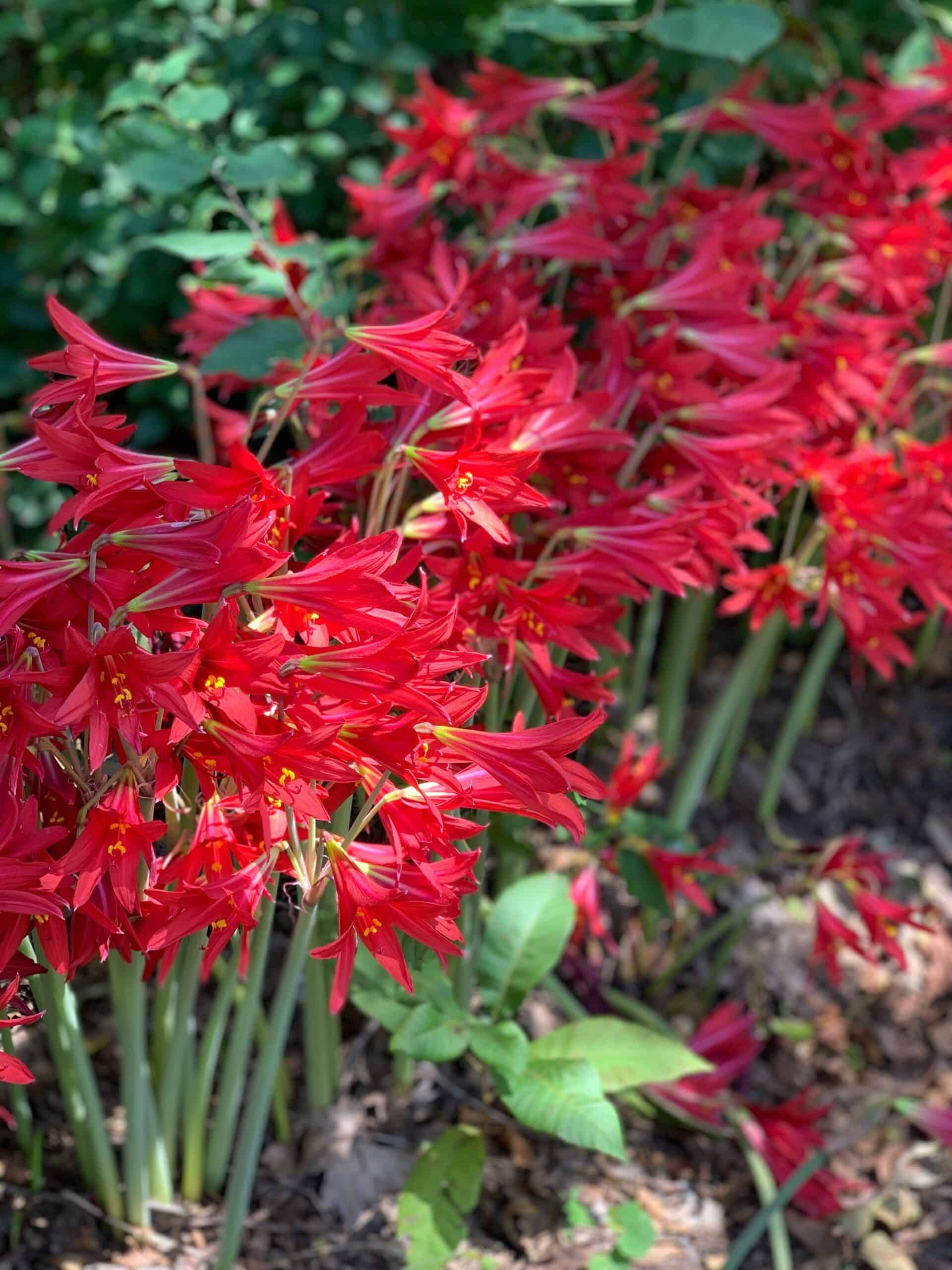 oxblood lily bulb