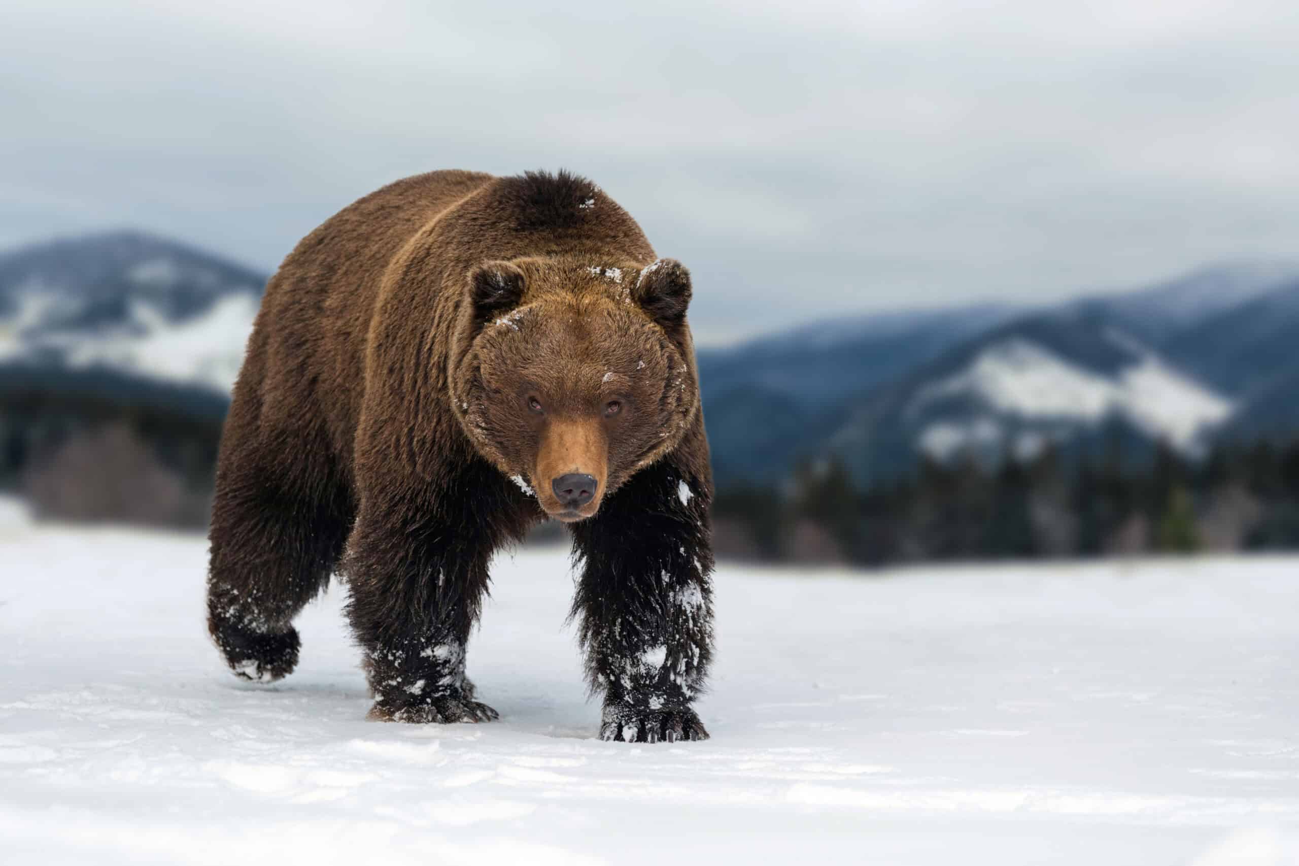 Grizzly Bear