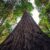 14 Majestic Trees That Tower Over Forest Canopies