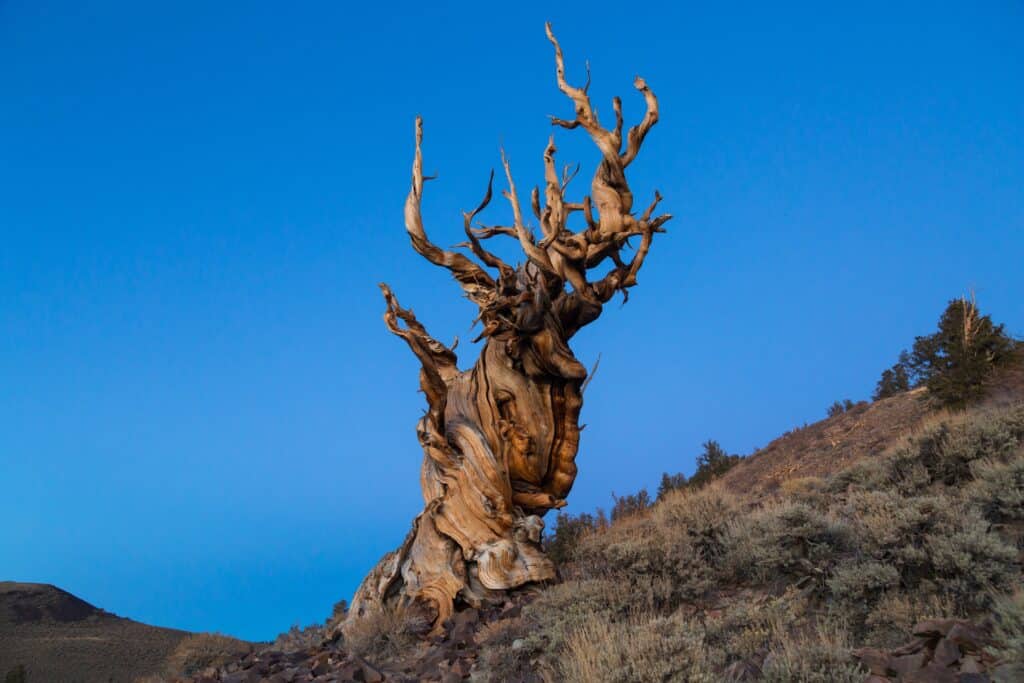 Methuselah – Great Basin Bristlecone Pine, USA