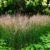 15 Exotic Grasses That Enhance Any Garden