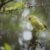 10 Exotic Island Birds Found Nowhere Else on Earth