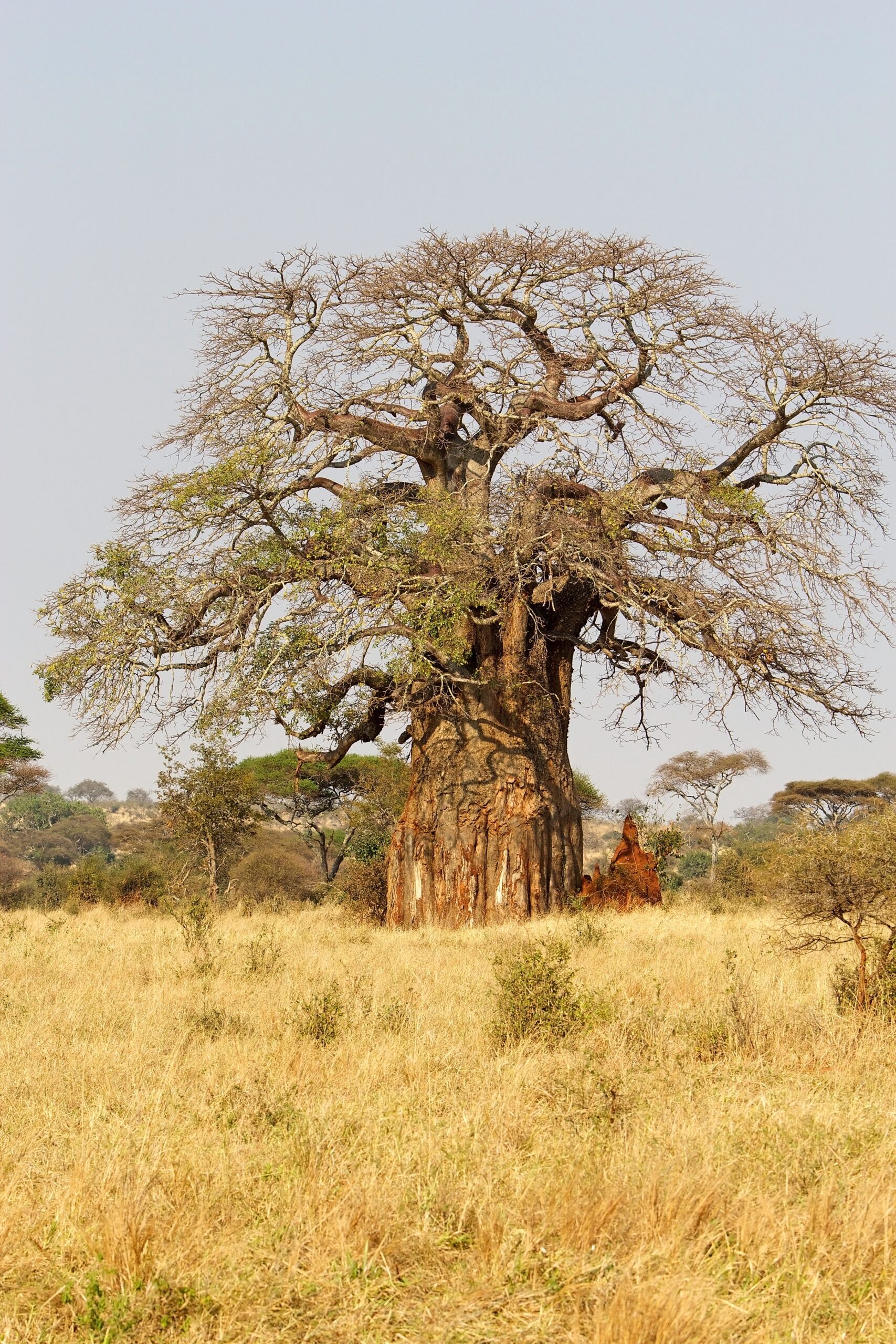 African Baobab (Adansonia digitata)