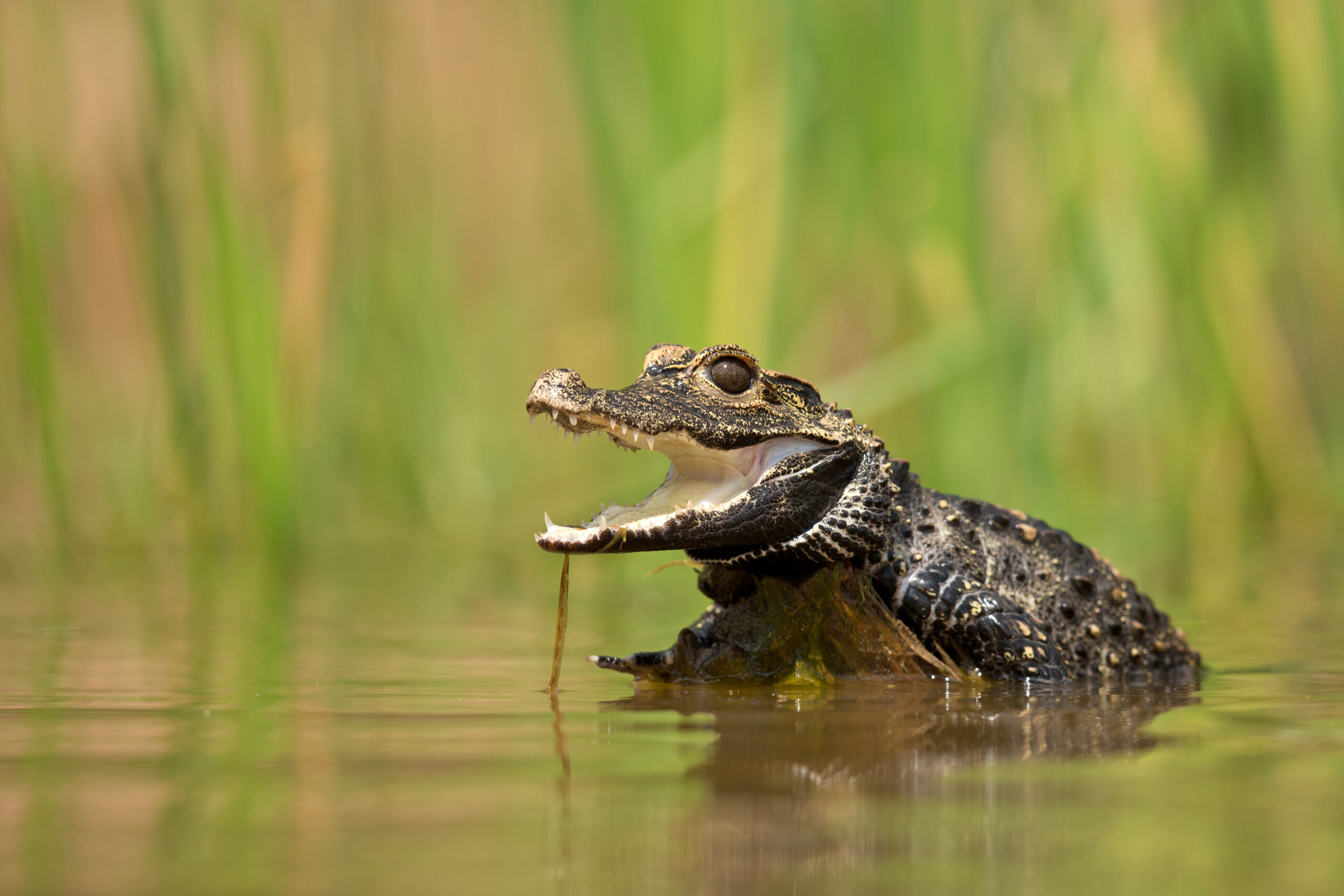 African Dwarf Crocodile