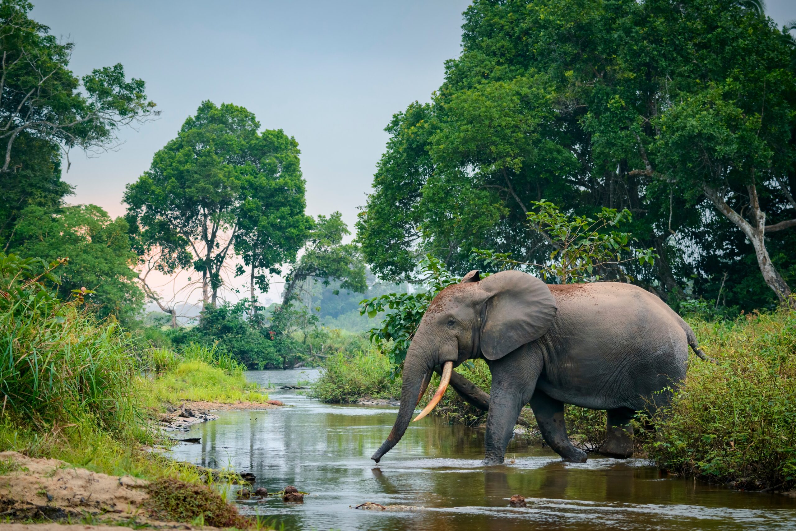 African Forest Elephant