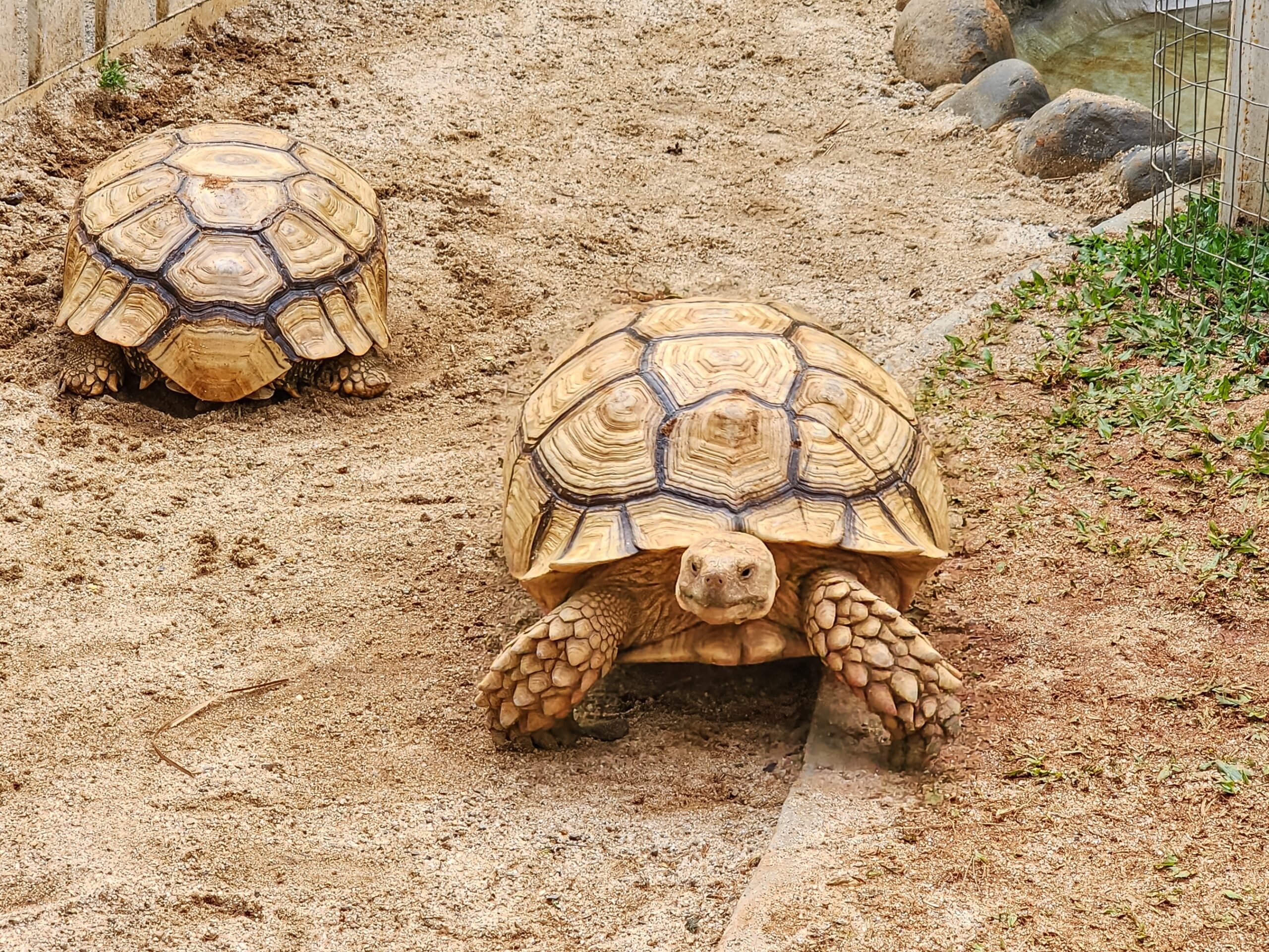 African Spurred Tortoise