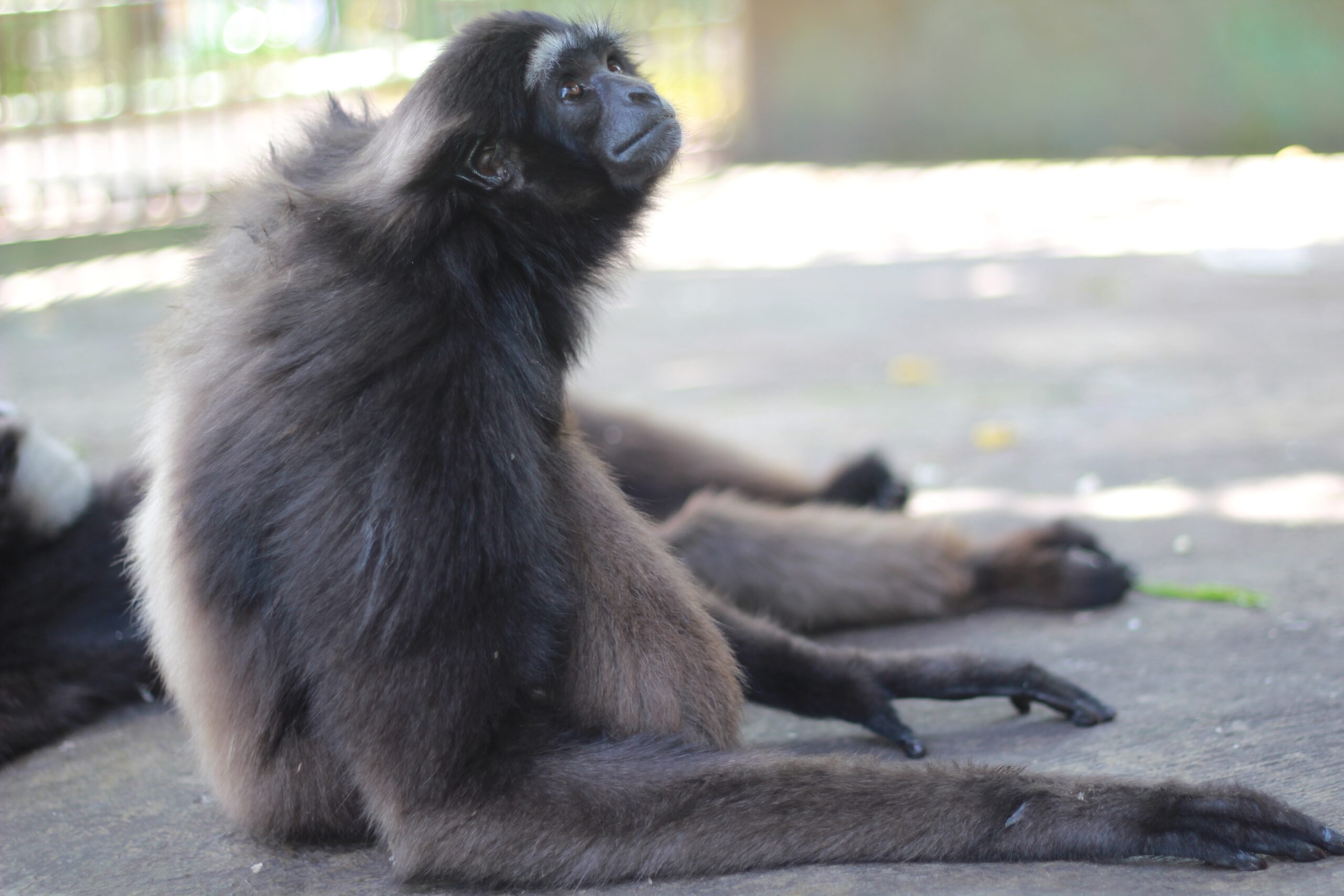 Agile Gibbon