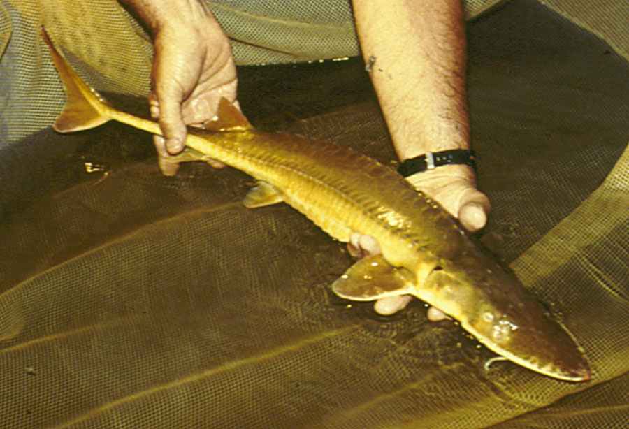 Alabama Sturgeon