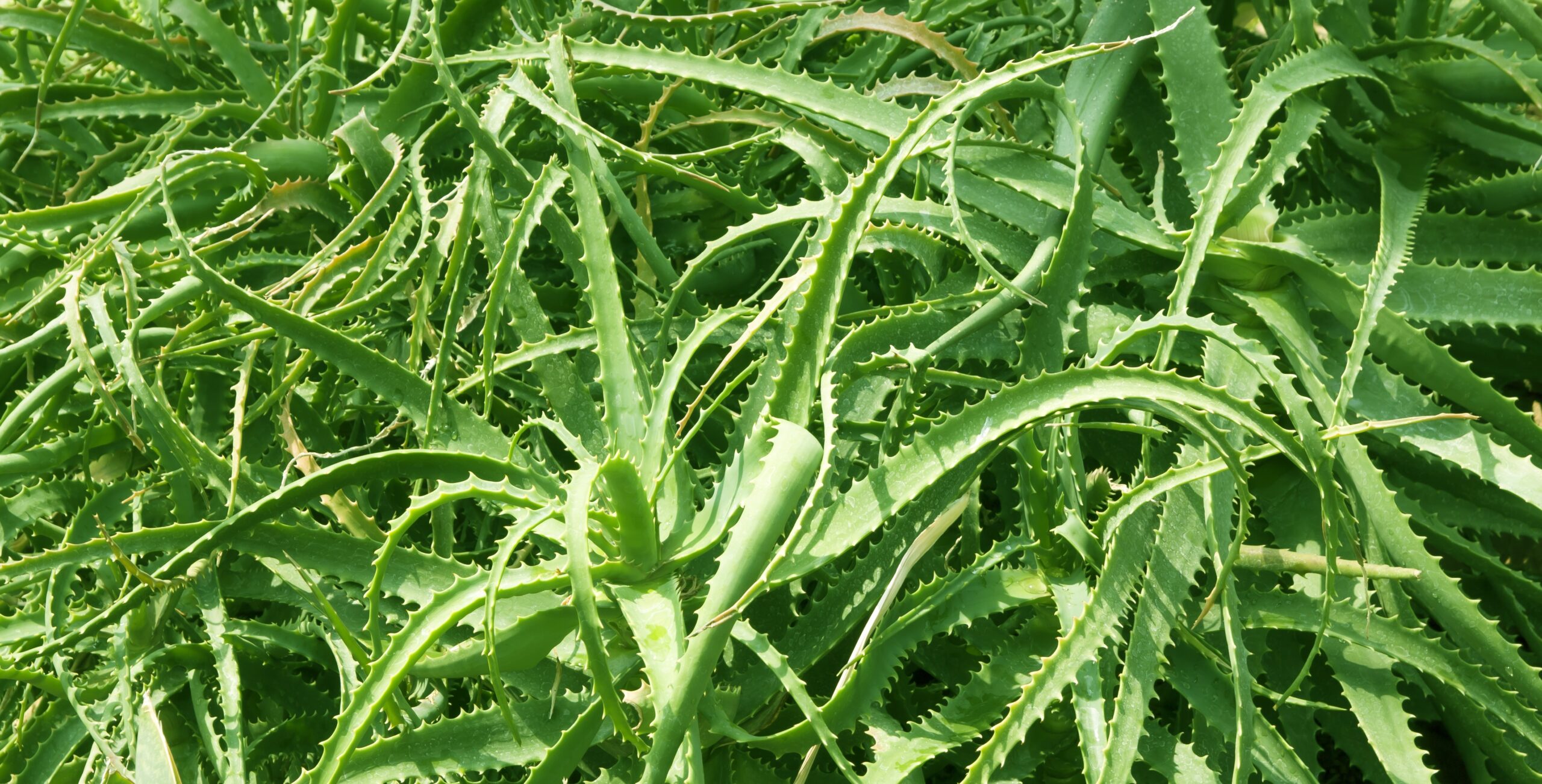 Aloe Vera (Aloe vera, wild species)