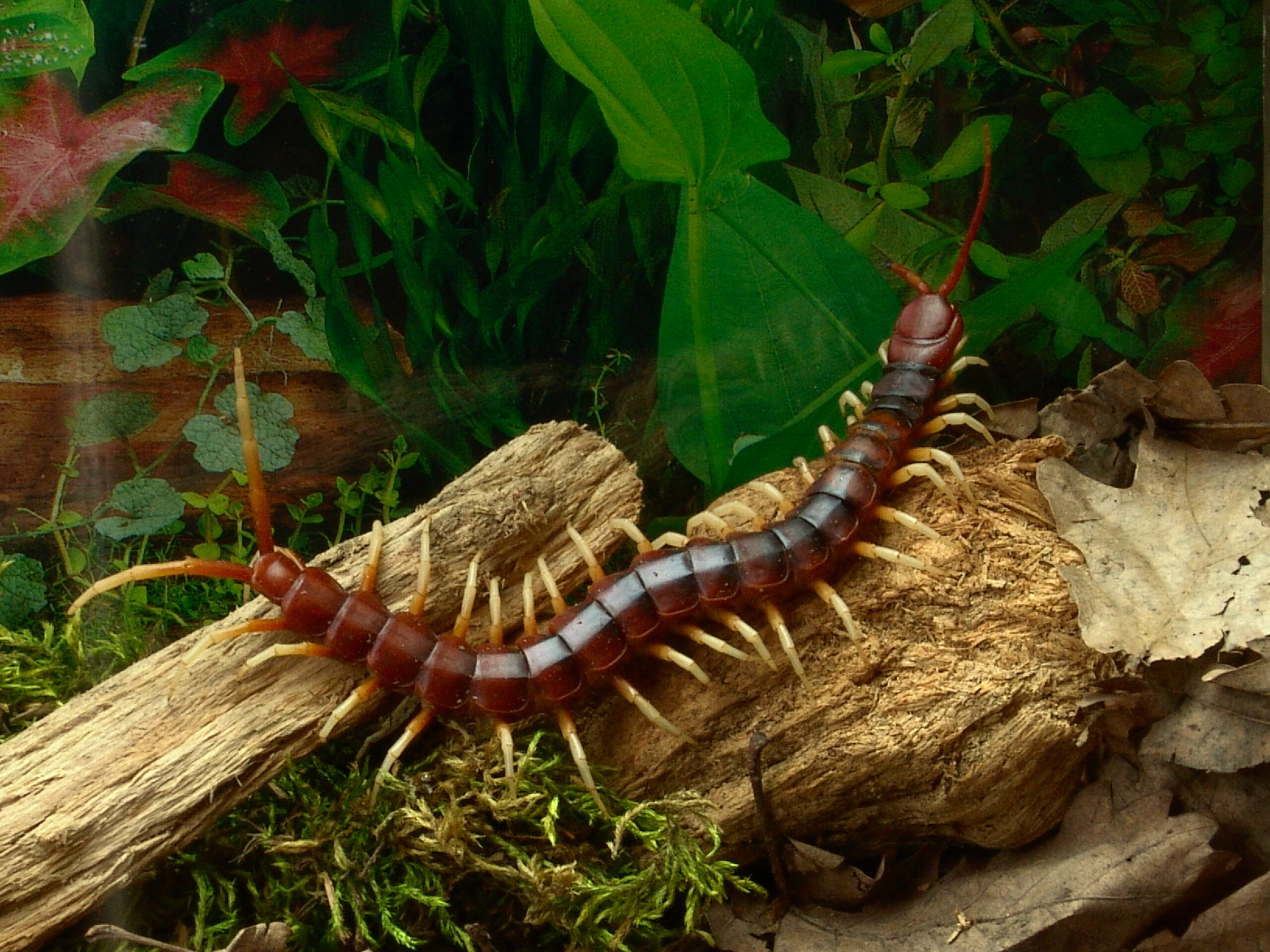 Amazonian Giant Centipede