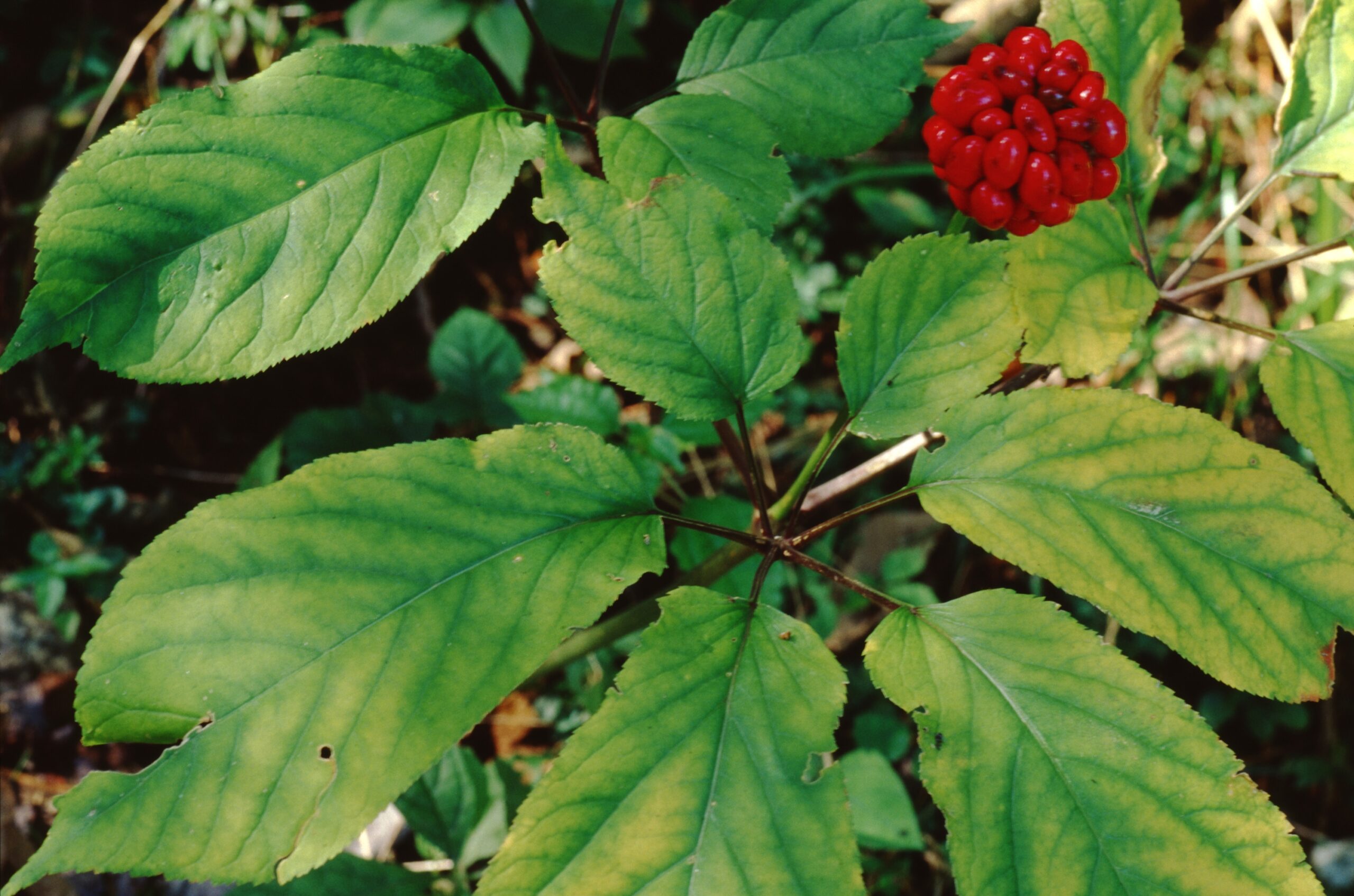 American Ginseng (Panax quinquefolius)