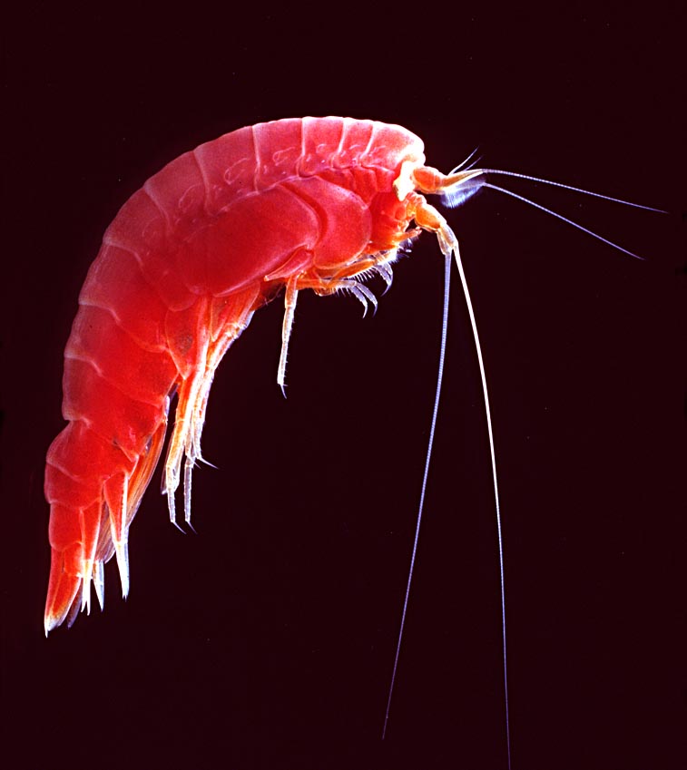 Amphipods