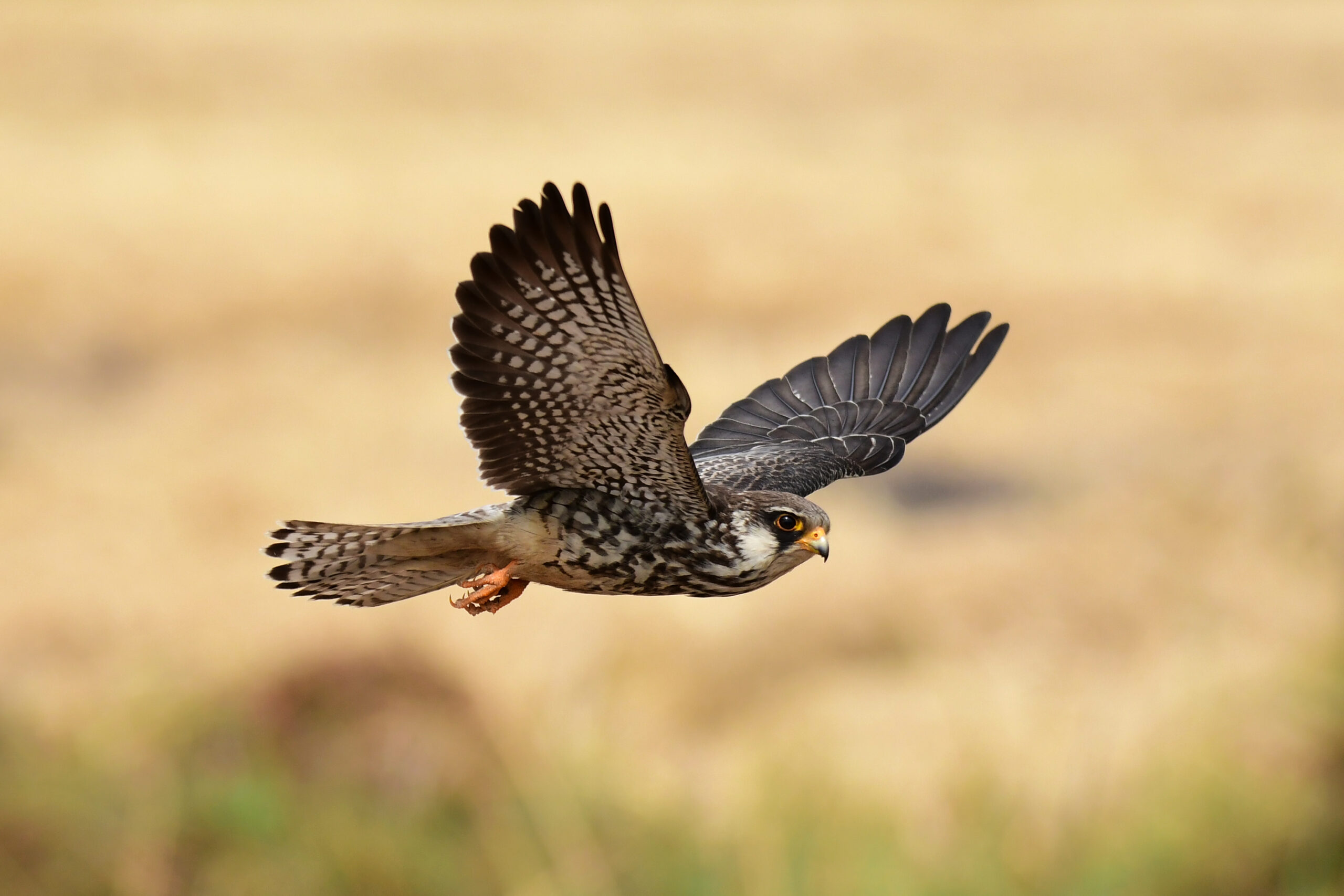 Amur Falcon